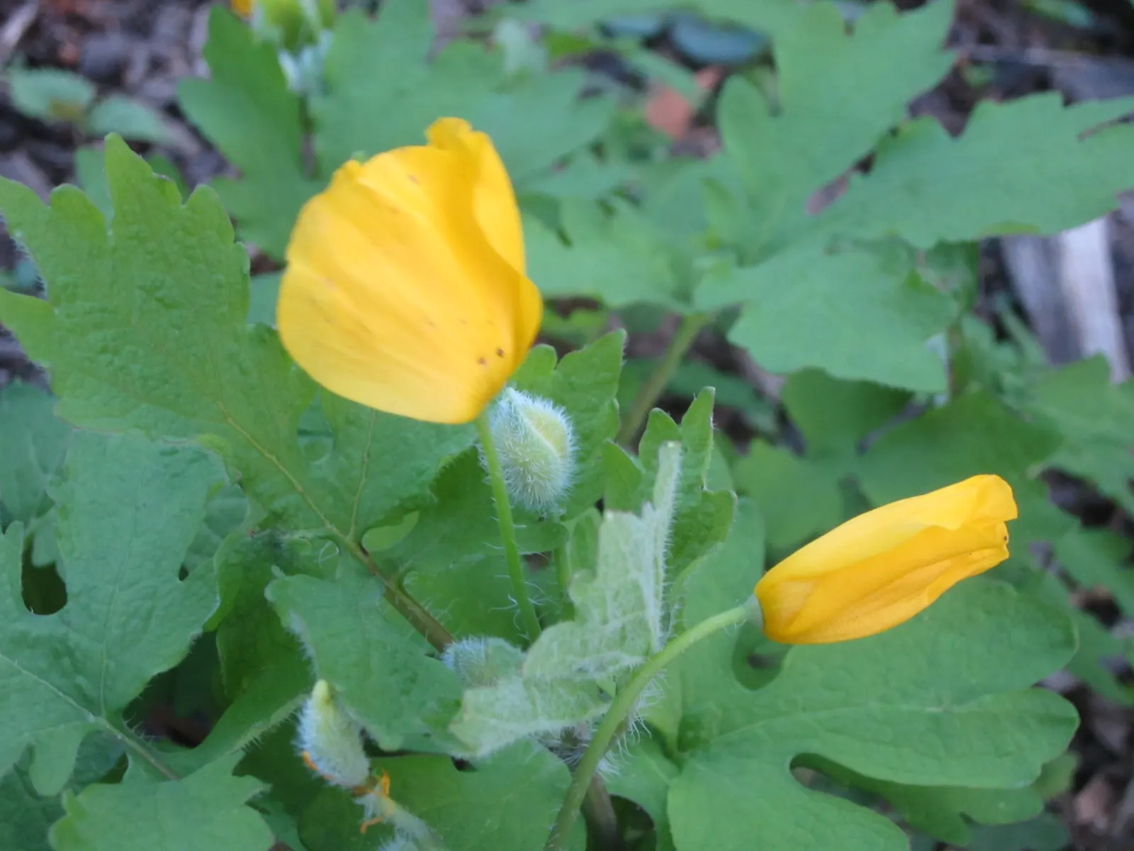 Celandine Poppy (Stylophorum Diphyllum) — well-draining soil with a slightly acidic to neutral pH and requires minimal maintenance once established; offering a