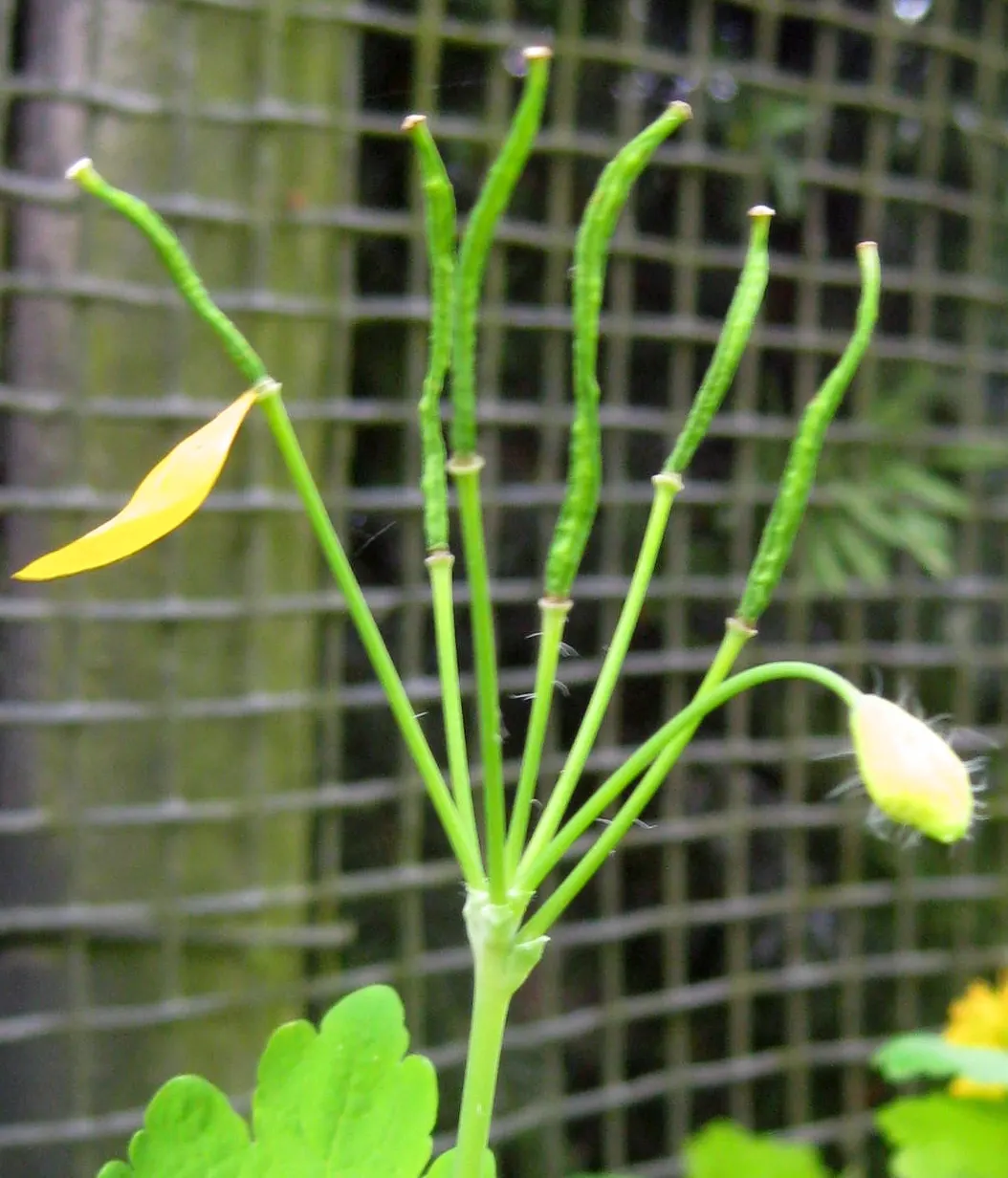 Celandine Poppy (Stylophorum Diphyllum) — well-draining soil with a slightly acidic to neutral pH and requires minimal maintenance once established