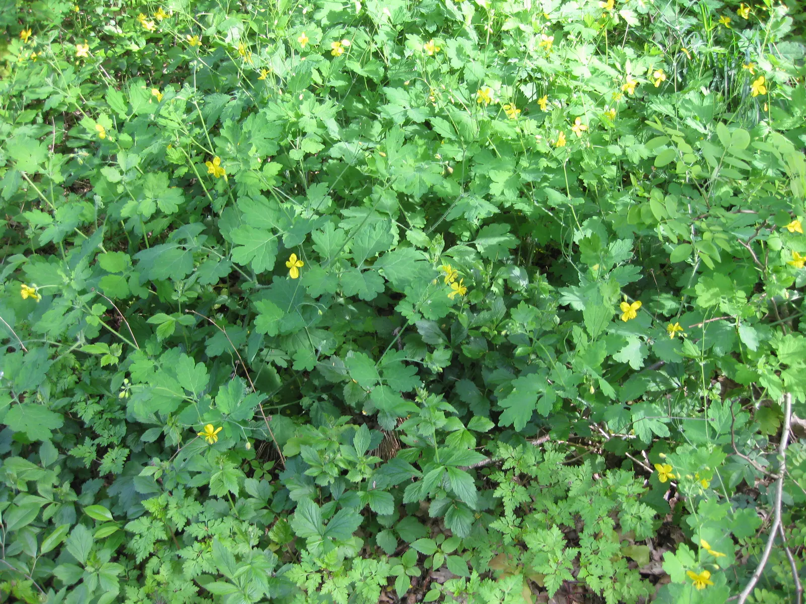 Celandine Poppy (Stylophorum Diphyllum) — scientifically known as Stylophorum diphyllum; making it a delightful choice for both casual and, image 61