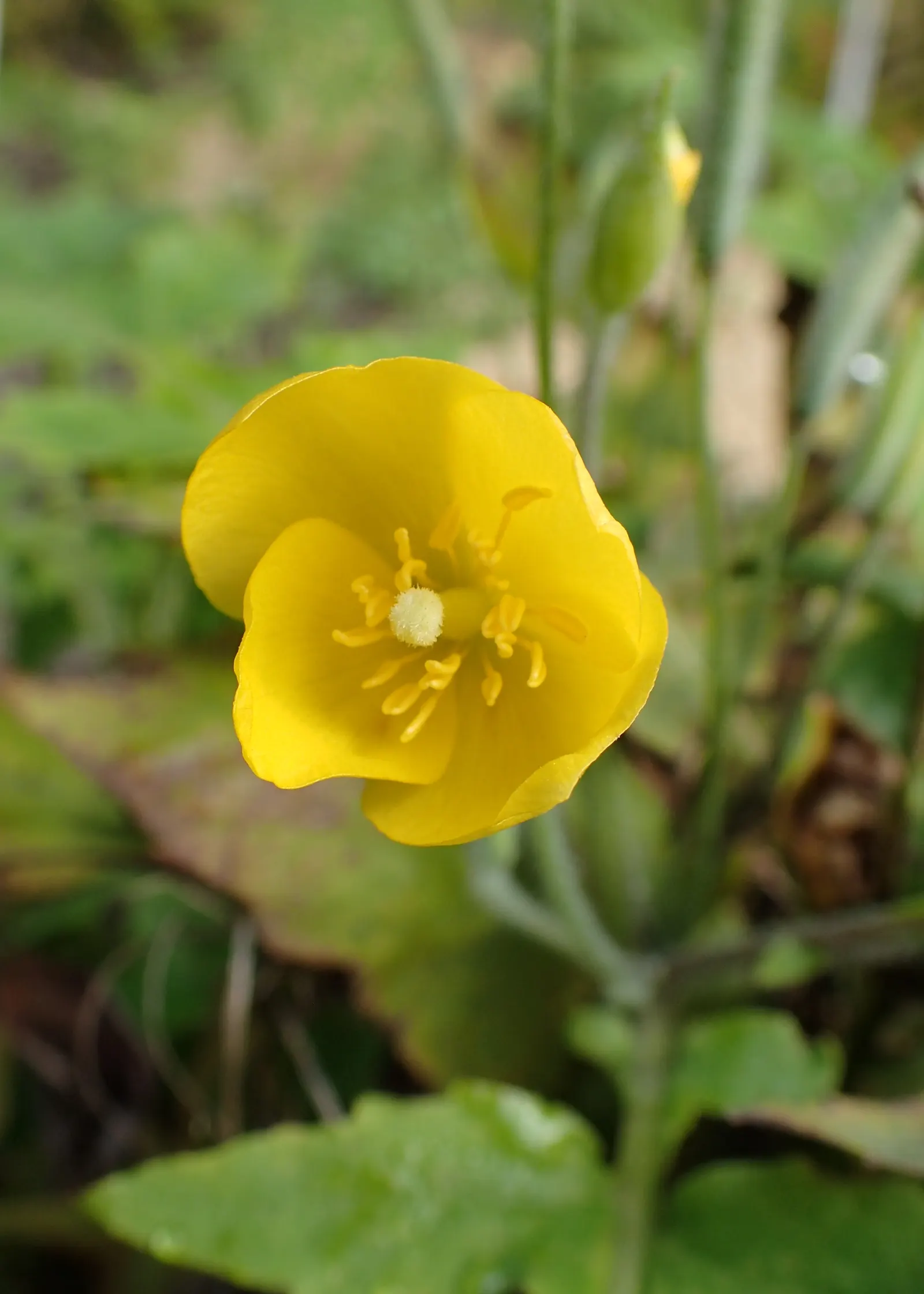 Celandine Poppy (Stylophorum Diphyllum) — Department of Agriculture plant hardiness zones 4 to 9, favoring the dappled light of a woodland setting, image 64