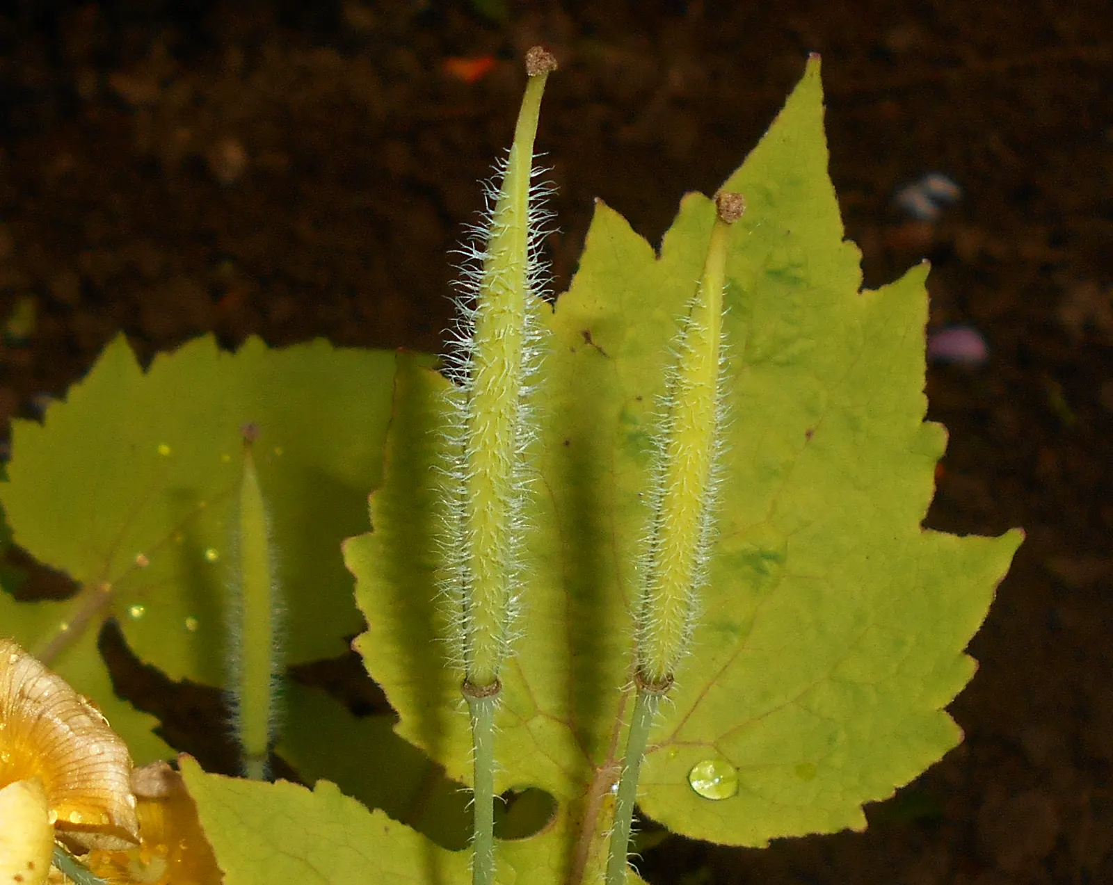 Celandine Poppy (Stylophorum Diphyllum) — it showcases bright yellow blossoms; well-draining soil with a slightly acidic to neutral pH and requires, image 111