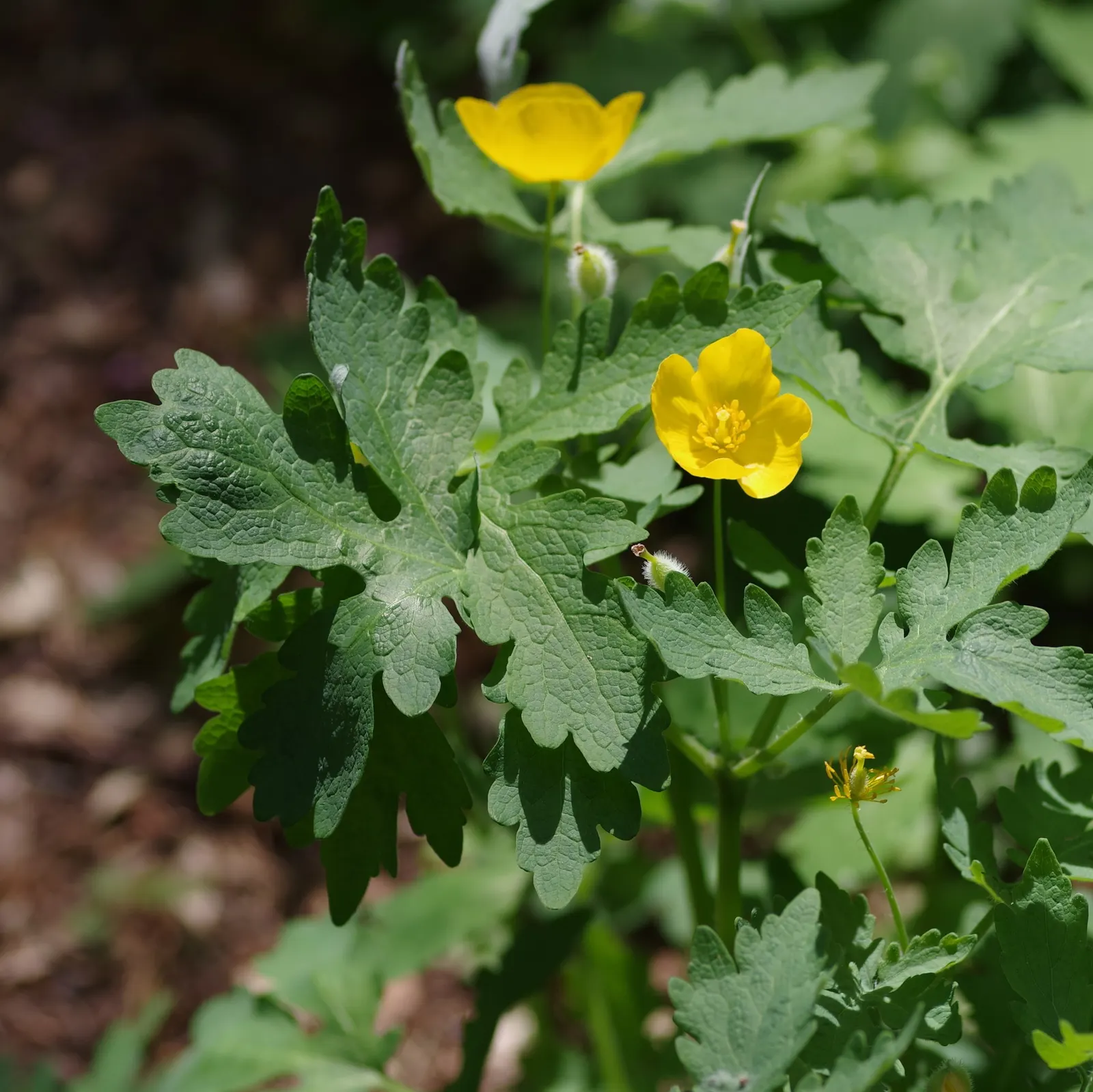 Celandine Poppy (Stylophorum Diphyllum) — Ideal for naturalizing in Eastern U.S; blue-green leaves that grow up to 12 inches long, image 114