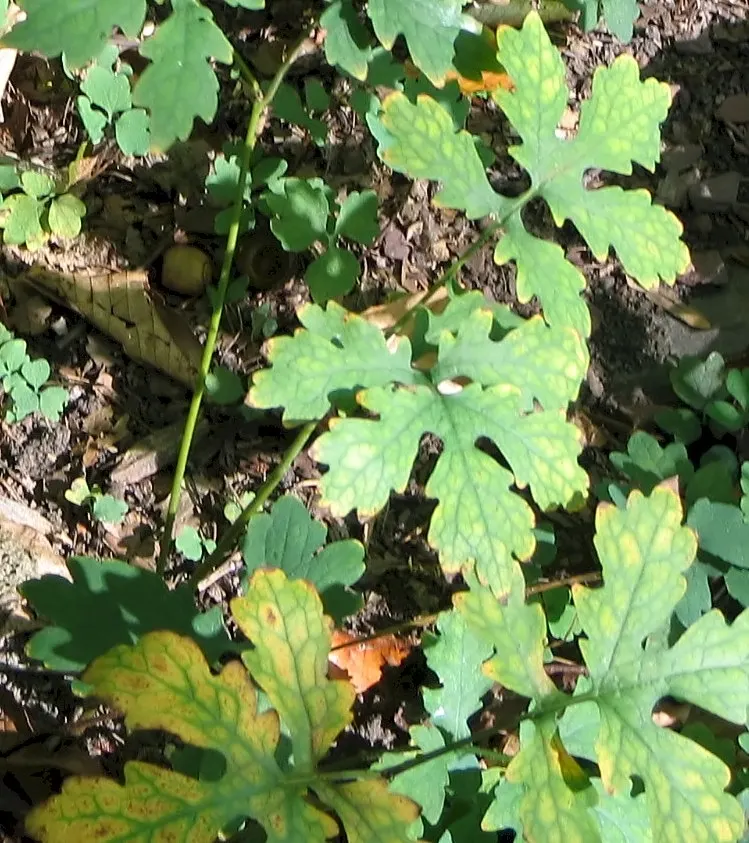 Celandine Poppy (Stylophorum Diphyllum) — Department of Agriculture plant hardiness zones 4 to 9, favoring the dappled light of a woodland setting, image 91