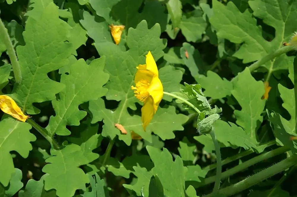 Celandine Poppy (Stylophorum Diphyllum) — emerge in the early spring and continue through early summer, image 41