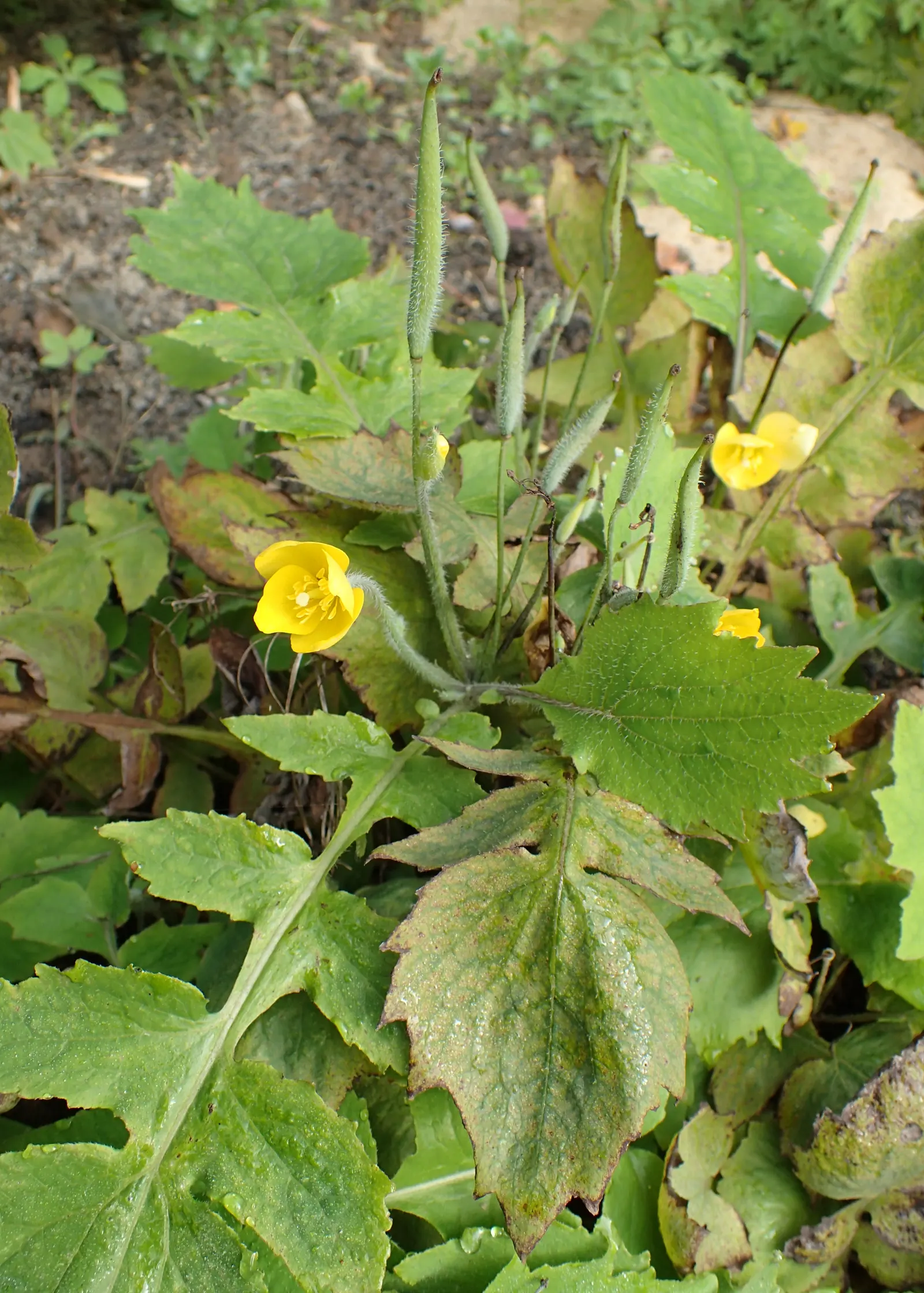 Celandine Poppy (Stylophorum Diphyllum) — it should be spaced approximately 15 to 18 inches apart to ensure adequate room for growth; the Celandine, image 70