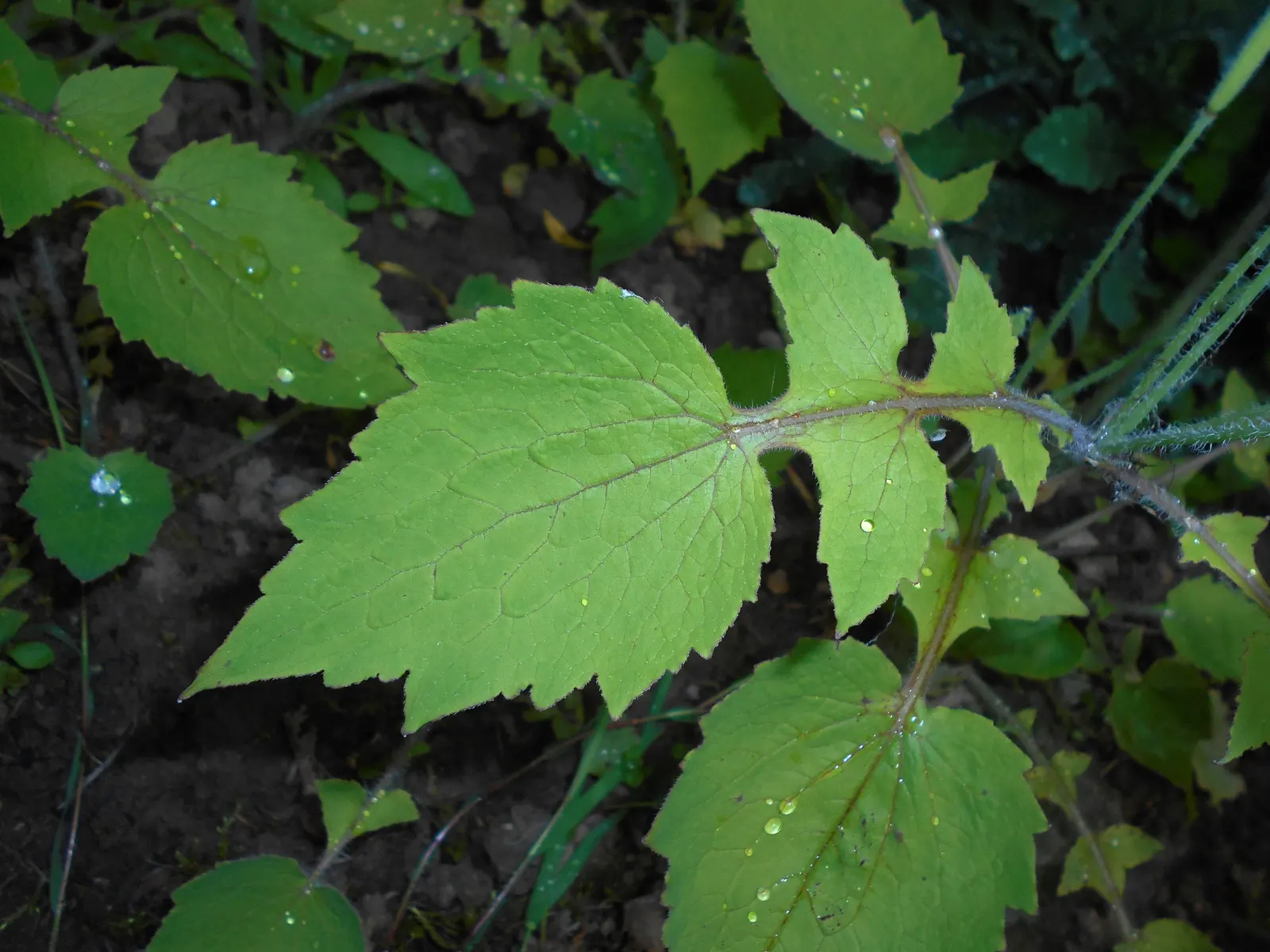 Celandine Poppy (Stylophorum Diphyllum) — which allows it to form naturalized colonies; reaching up to 18 inches in height, image 74