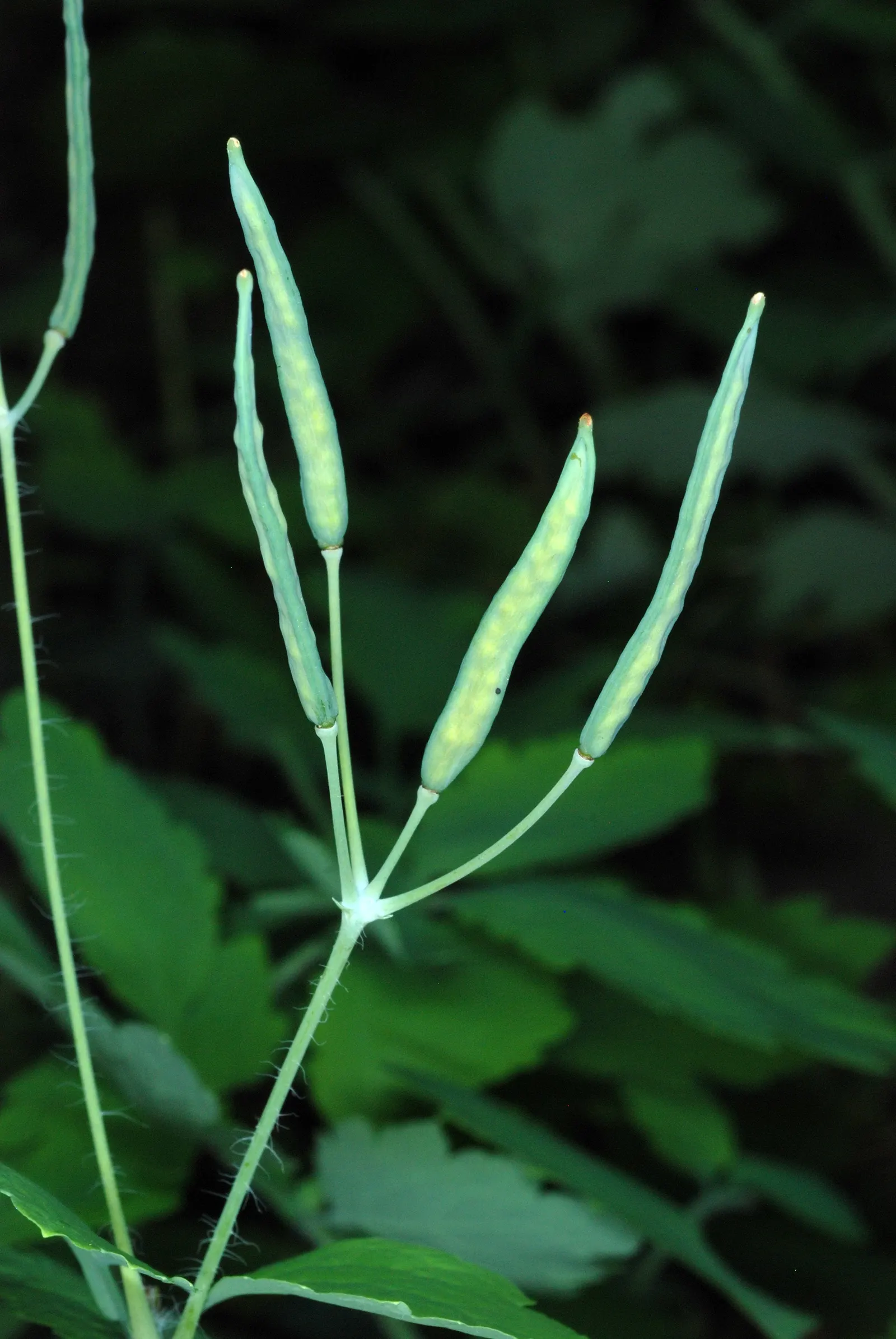 Celandine Poppy (Stylophorum Diphyllum) — The Celandine Poppy flourishes in moist; is a captivating perennial flower native to the woodlands of, image 125