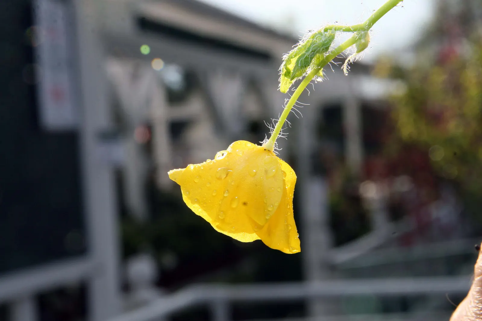 Celandine Poppy (Stylophorum Diphyllum) — perennial for full or half; or naturalized areas within the landscape