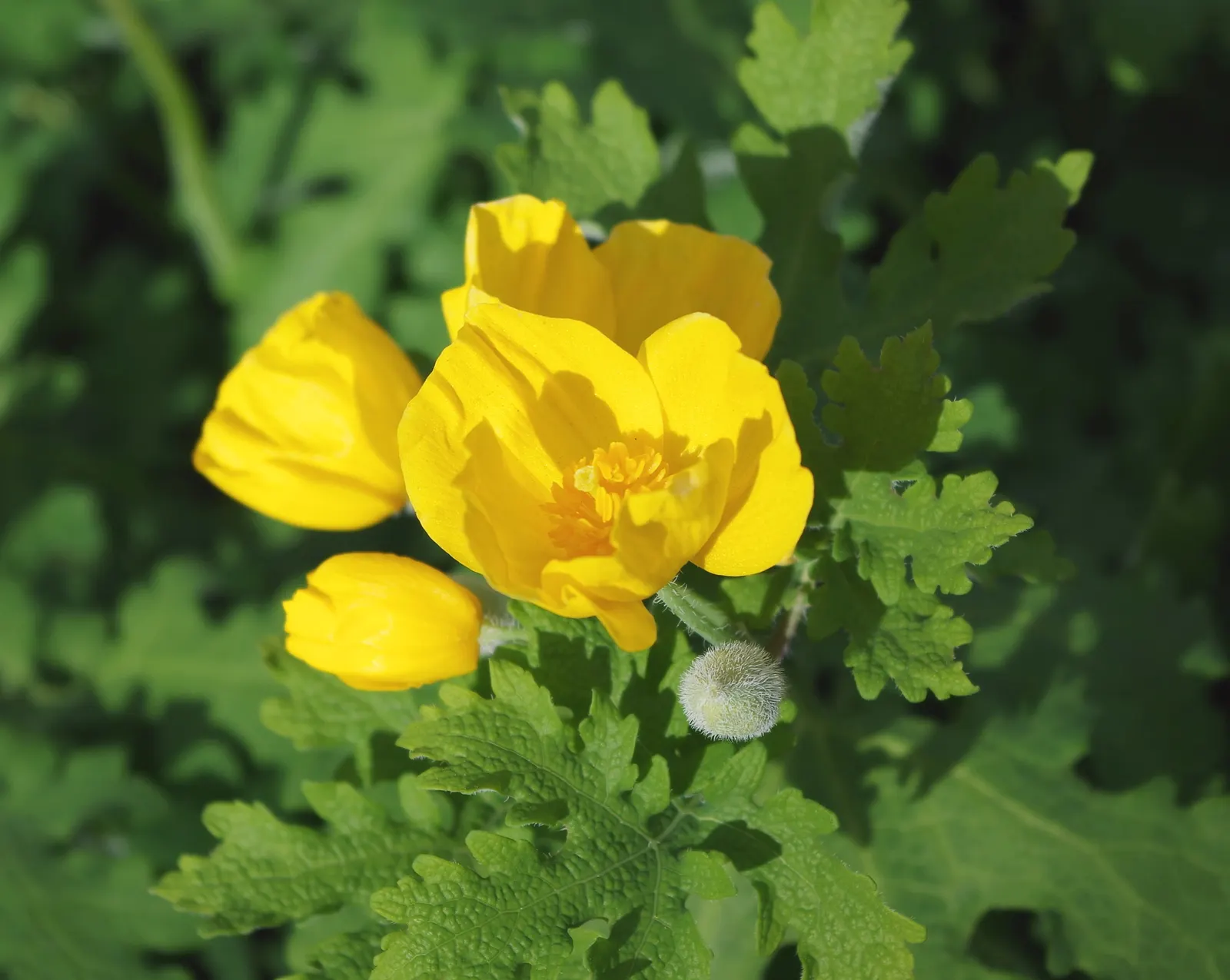 Celandine Poppy (Stylophorum Diphyllum) — making it a delightful choice for both casual and committed gardeners; for a planned garden, seedlings, image 100