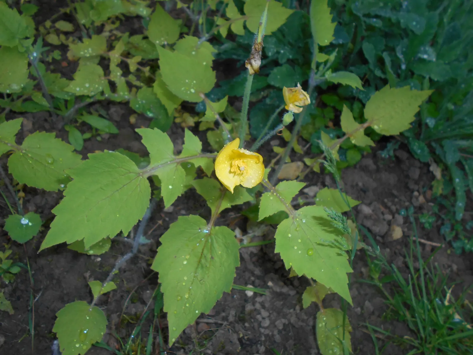 Celandine Poppy (Stylophorum Diphyllum) — Ideal for naturalizing in Eastern U.S