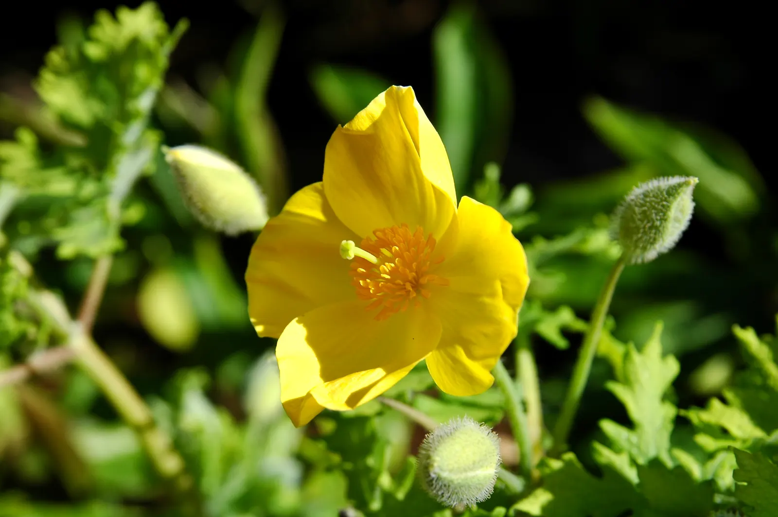 Celandine Poppy (Stylophorum Diphyllum) — emerge in the early spring and continue through early summer, image 95