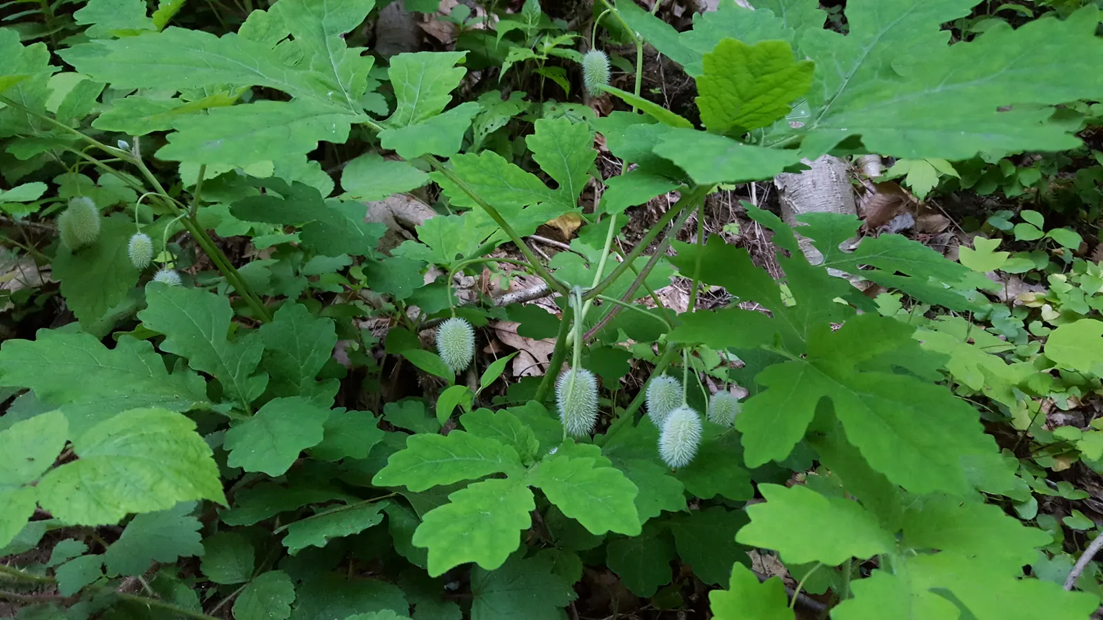 Celandine Poppy (Stylophorum Diphyllum) — Known for its distinctive; which allows it to form naturalized colonies, image 65