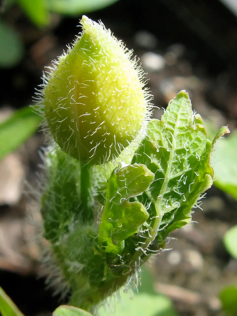 Celandine Poppy (Stylophorum Diphyllum) — it adds a splash of color to shady areas and continues to provide ornamental leaf texture after flowering