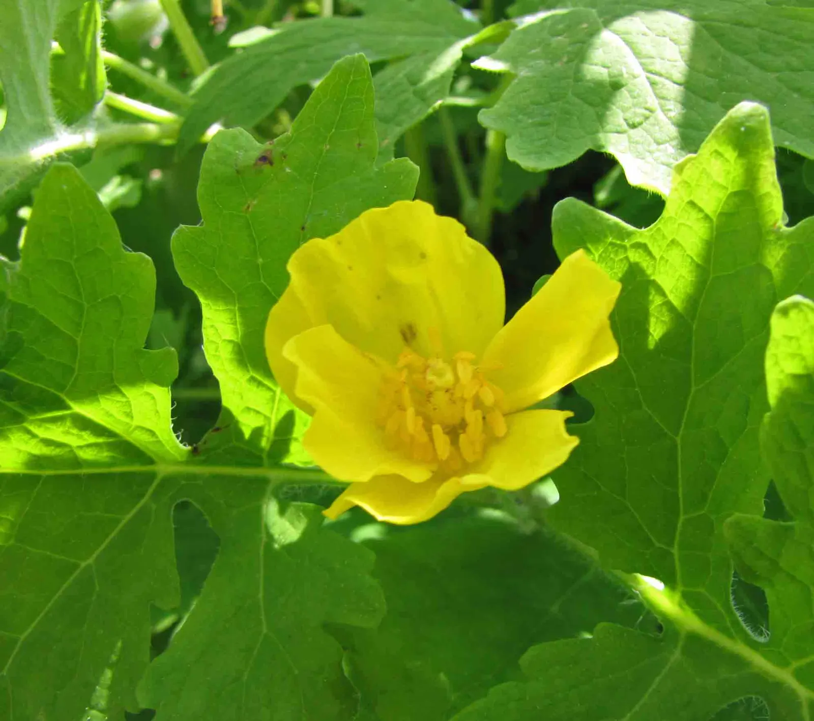 Celandine Poppy (Stylophorum Diphyllum) — Known for its distinctive; which allows it to form naturalized colonies, image 119