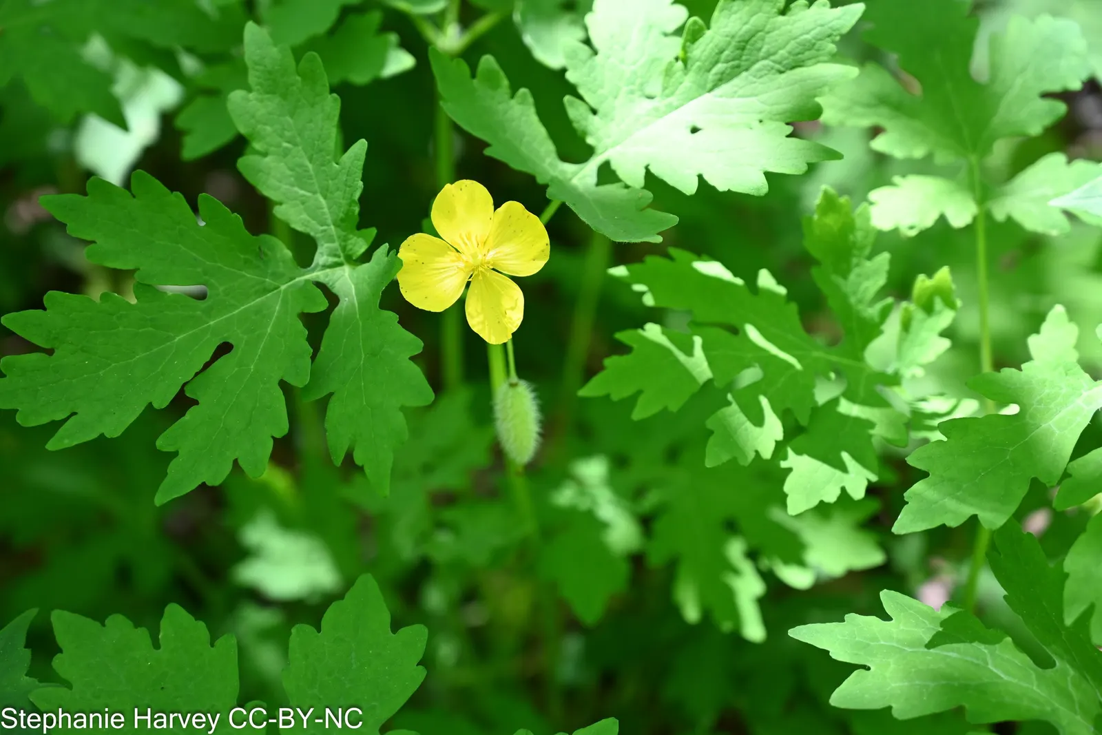 Celandine Poppy (Stylophorum Diphyllum) — This species thrives in U.S