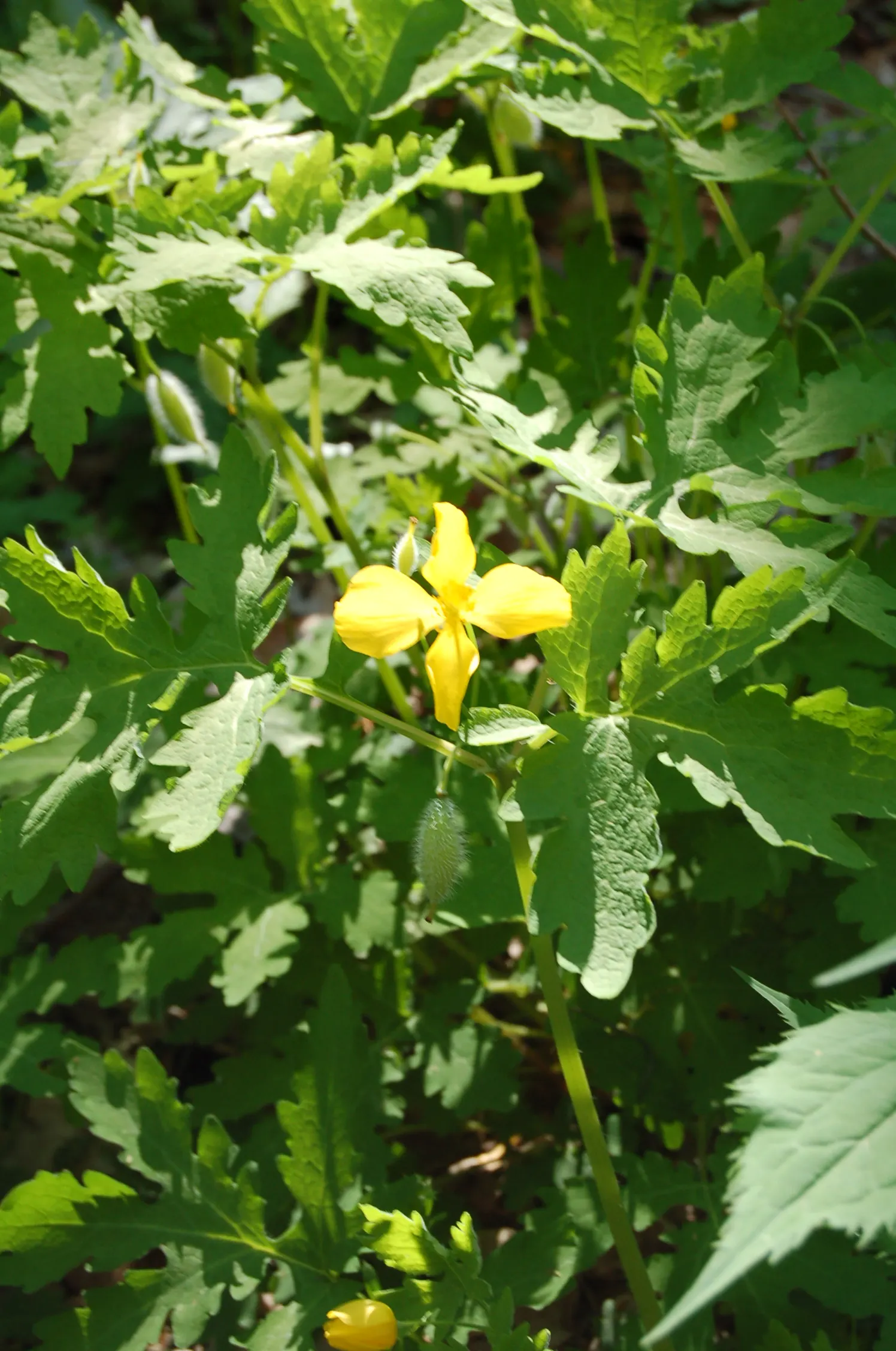 Celandine Poppy (Stylophorum Diphyllum) — The Celandine Poppy flourishes in moist