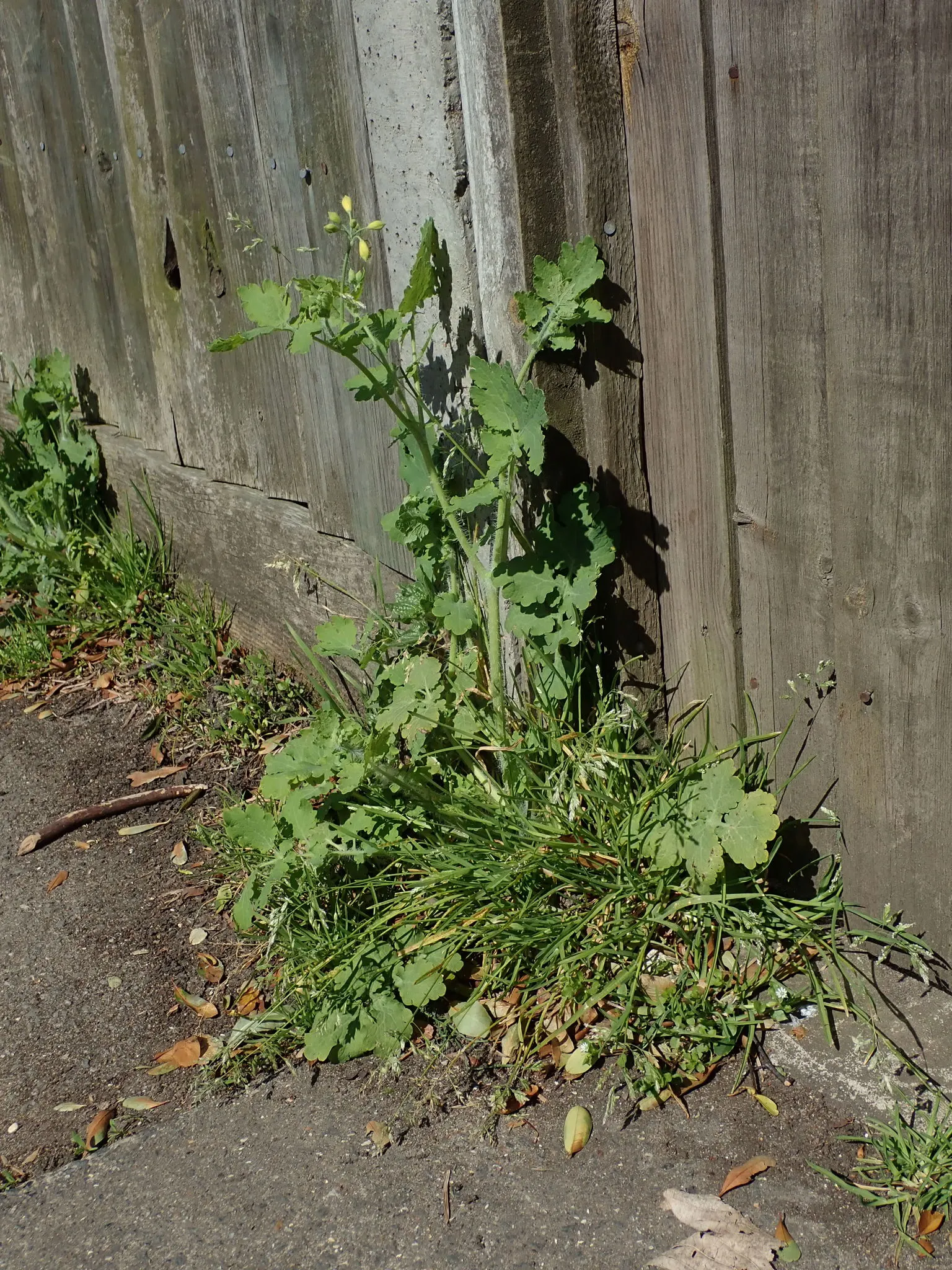 Celandine Poppy (Stylophorum Diphyllum) — yellow flowers in the garden