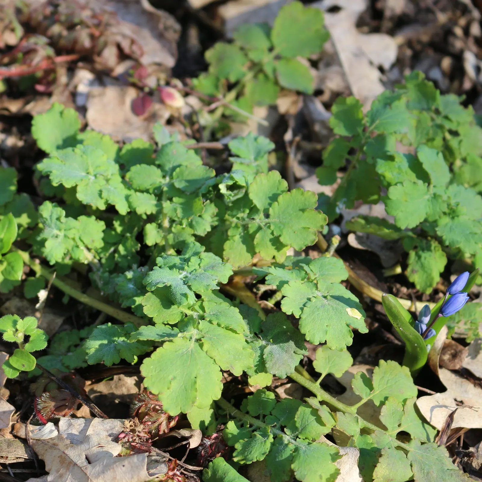Celandine Poppy (Stylophorum Diphyllum) — each approximately 2 inches wide