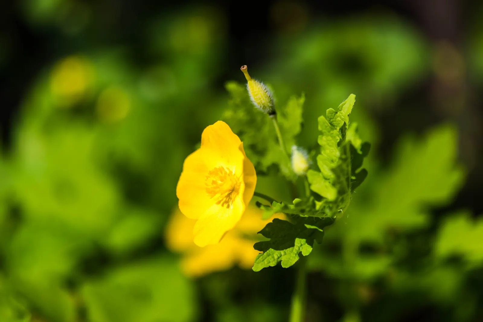 Celandine Poppy (Stylophorum Diphyllum) — The Celandine Poppy flourishes in moist; is a captivating perennial flower native to the woodlands of Eastern North
