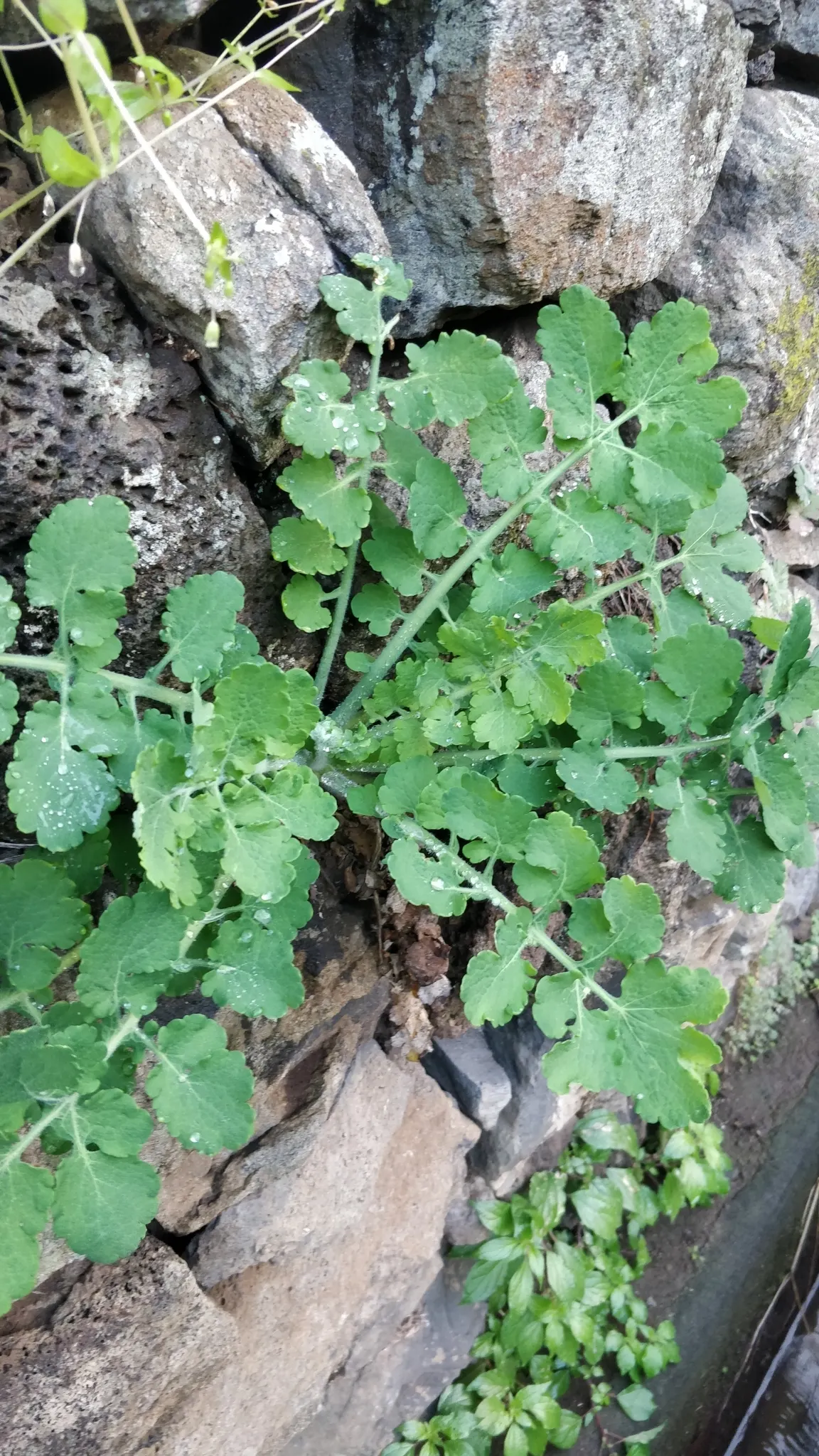 Celandine Poppy (Stylophorum Diphyllum) — Ideal for naturalizing in Eastern U.S; blue-green leaves that grow up to 12 inches long