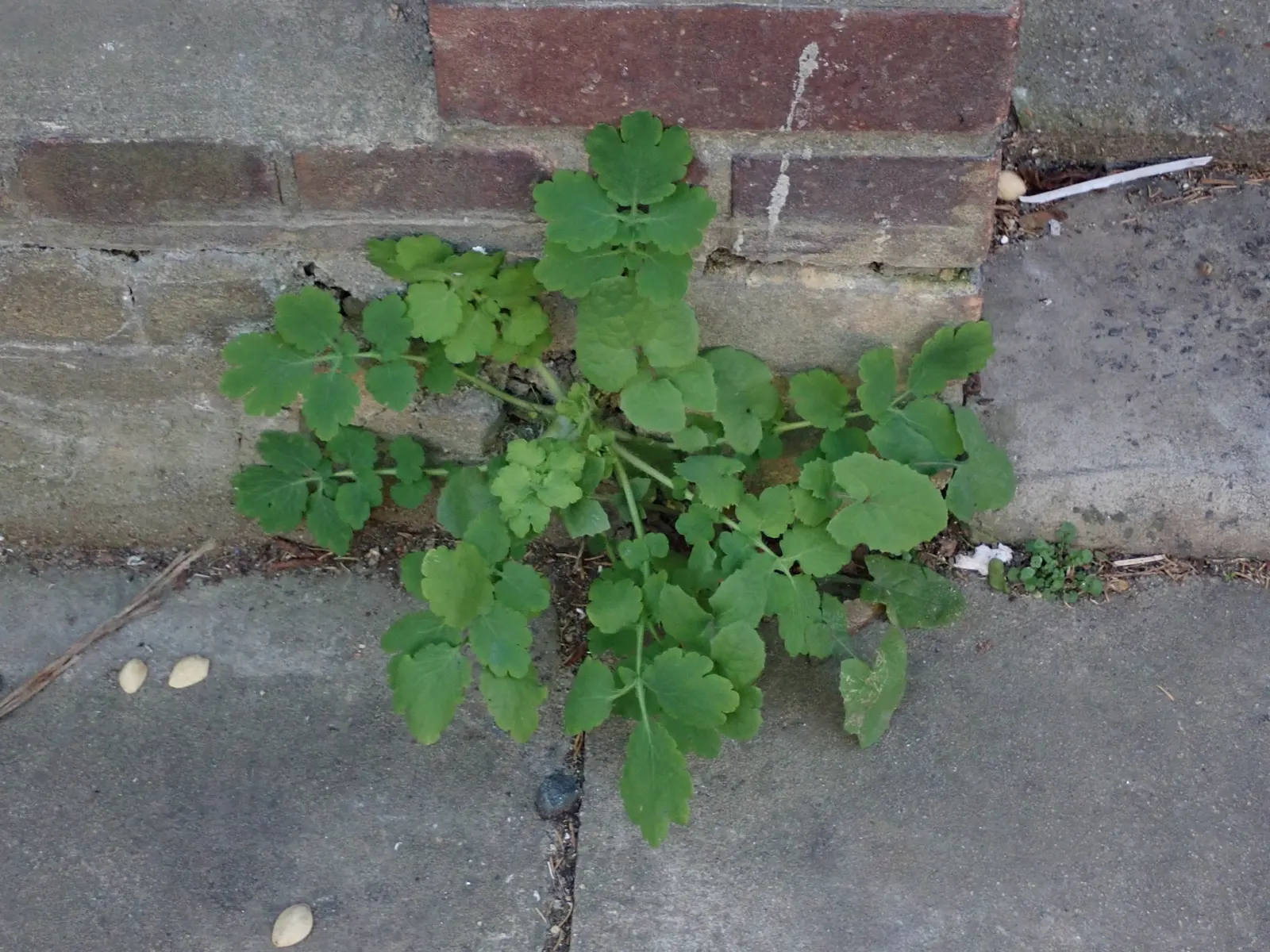 Celandine Poppy (Stylophorum Diphyllum) — Reaching up to 18 inches in height; known for its distinctive, image 56