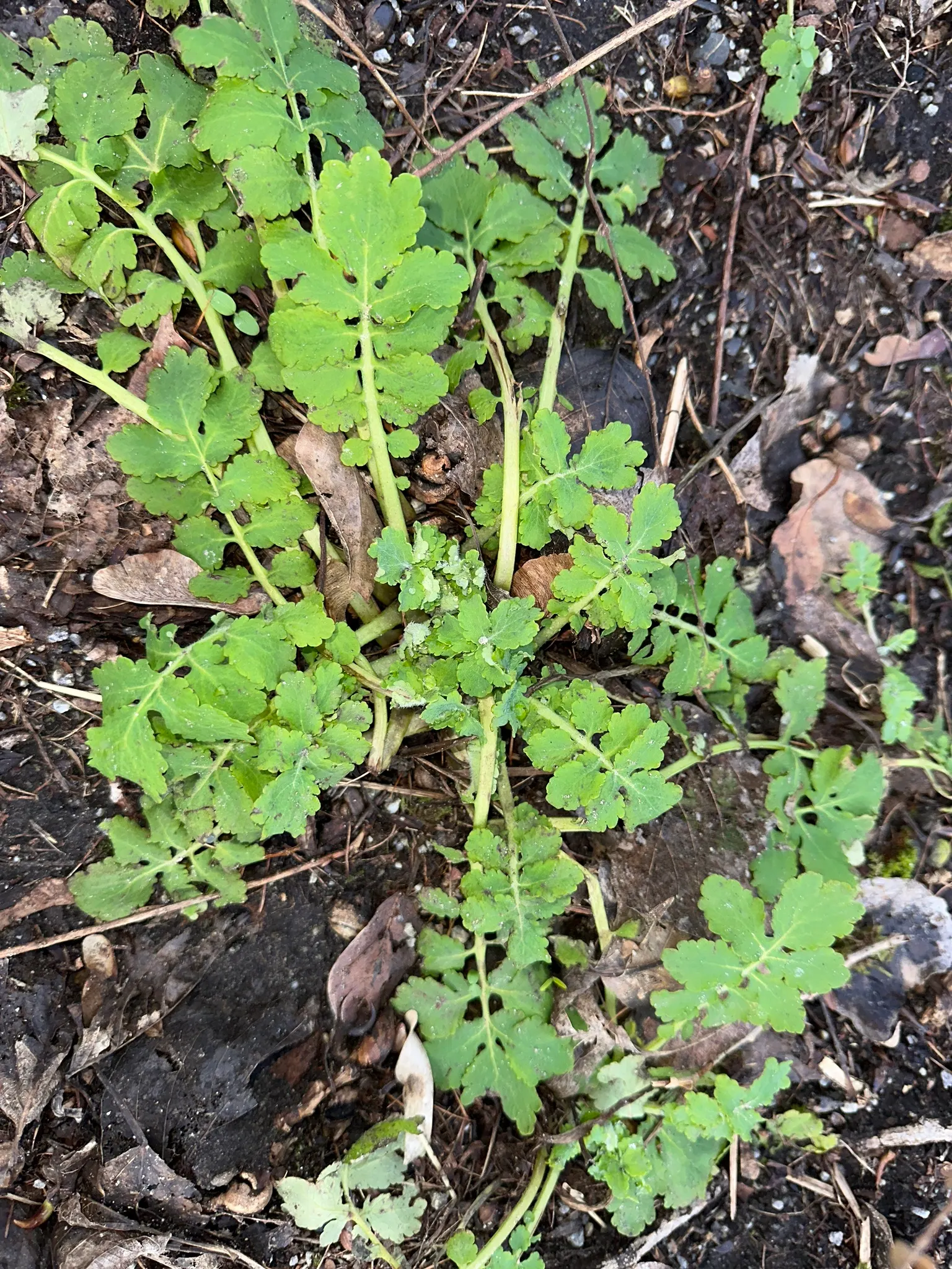 Celandine Poppy (Stylophorum Diphyllum) — it should be spaced approximately 15 to 18 inches apart to ensure adequate room for growth; the Celandine, image 97