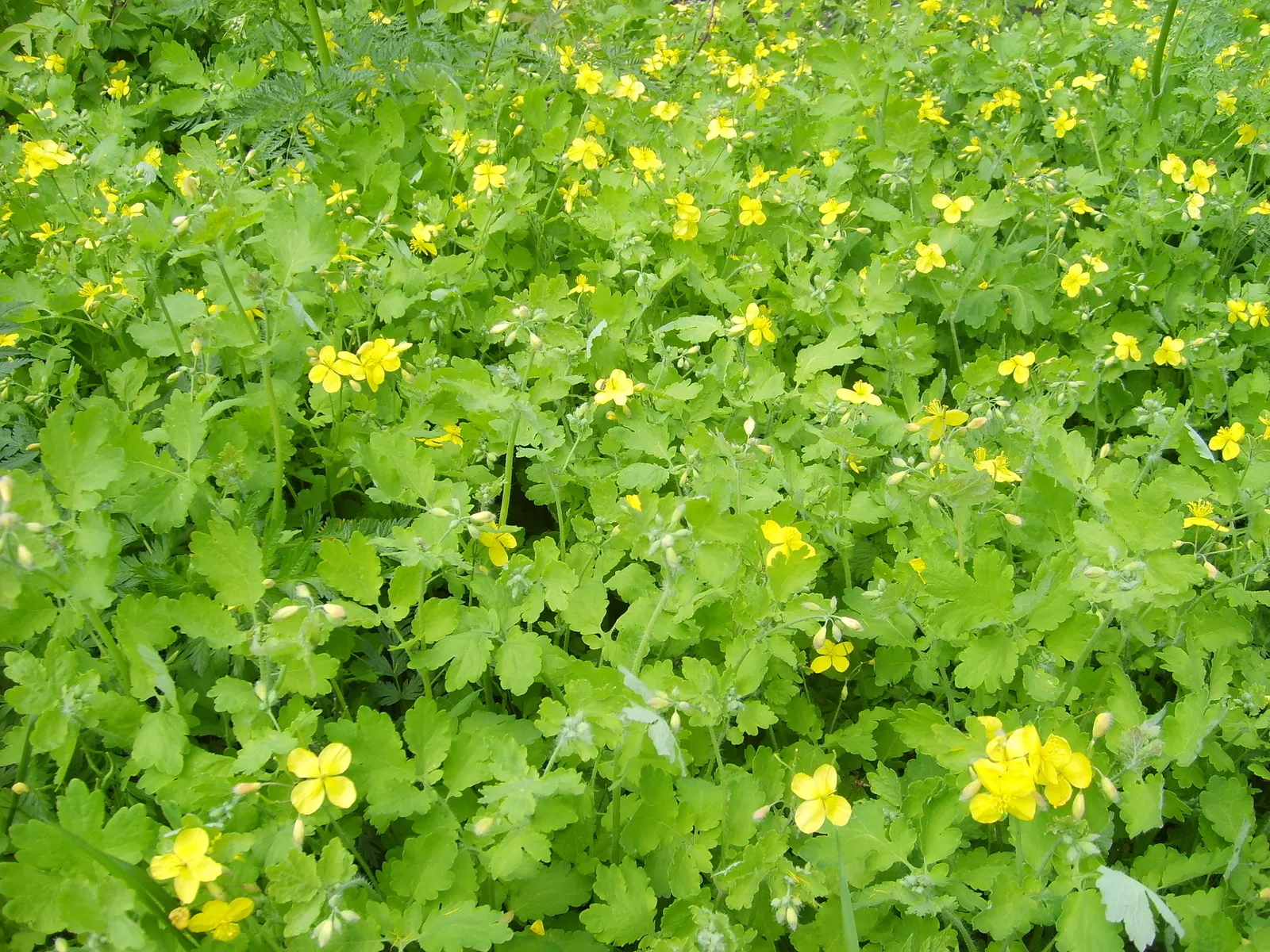 Celandine Poppy (Stylophorum Diphyllum) — it adds a splash of color to shady areas and continues to provide ornamental leaf texture after flowering, image 113