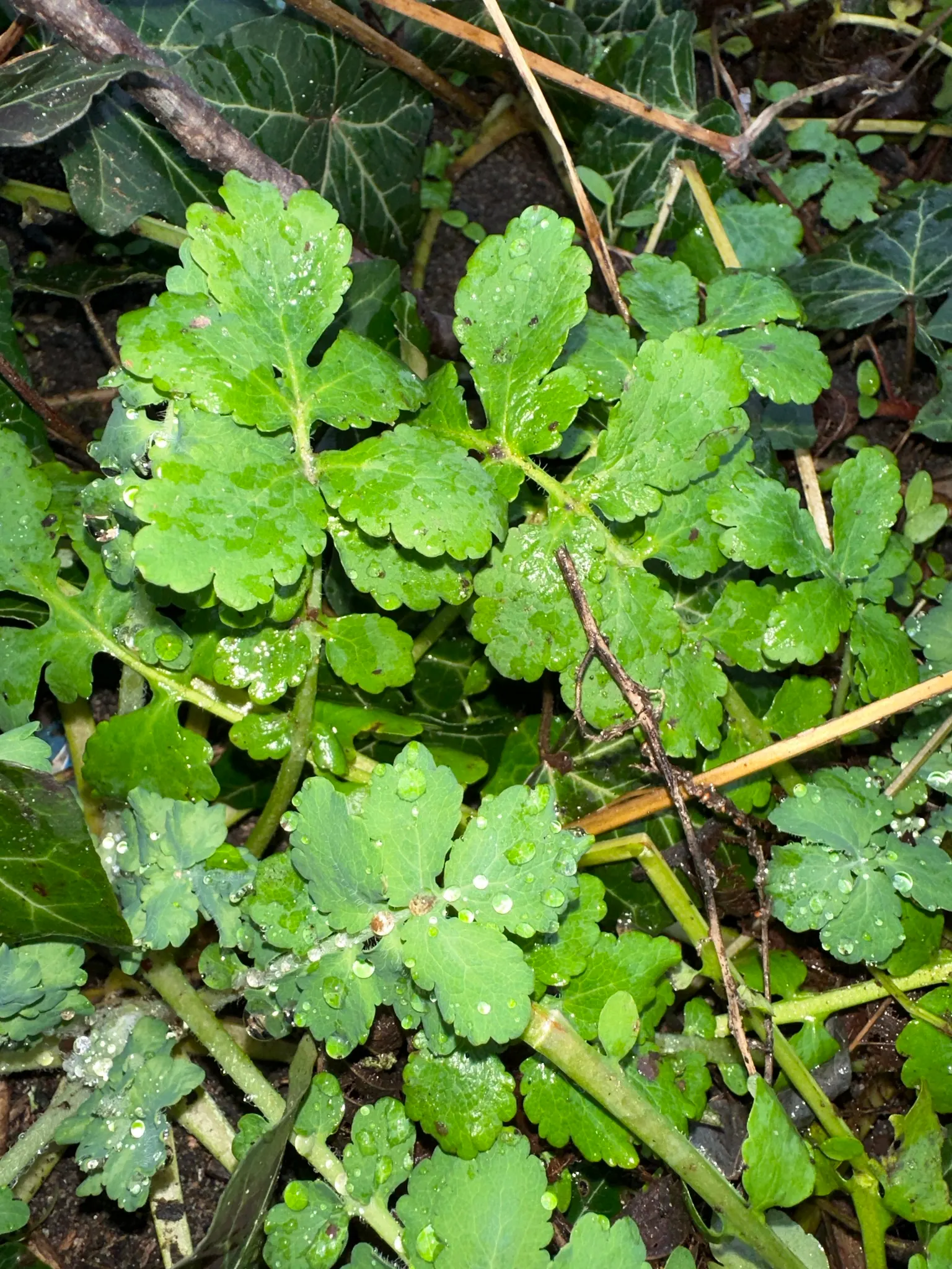 Celandine Poppy (Stylophorum Diphyllum) — making it a delightful choice for both casual and committed gardeners; for a planned garden, seedlings, image 73