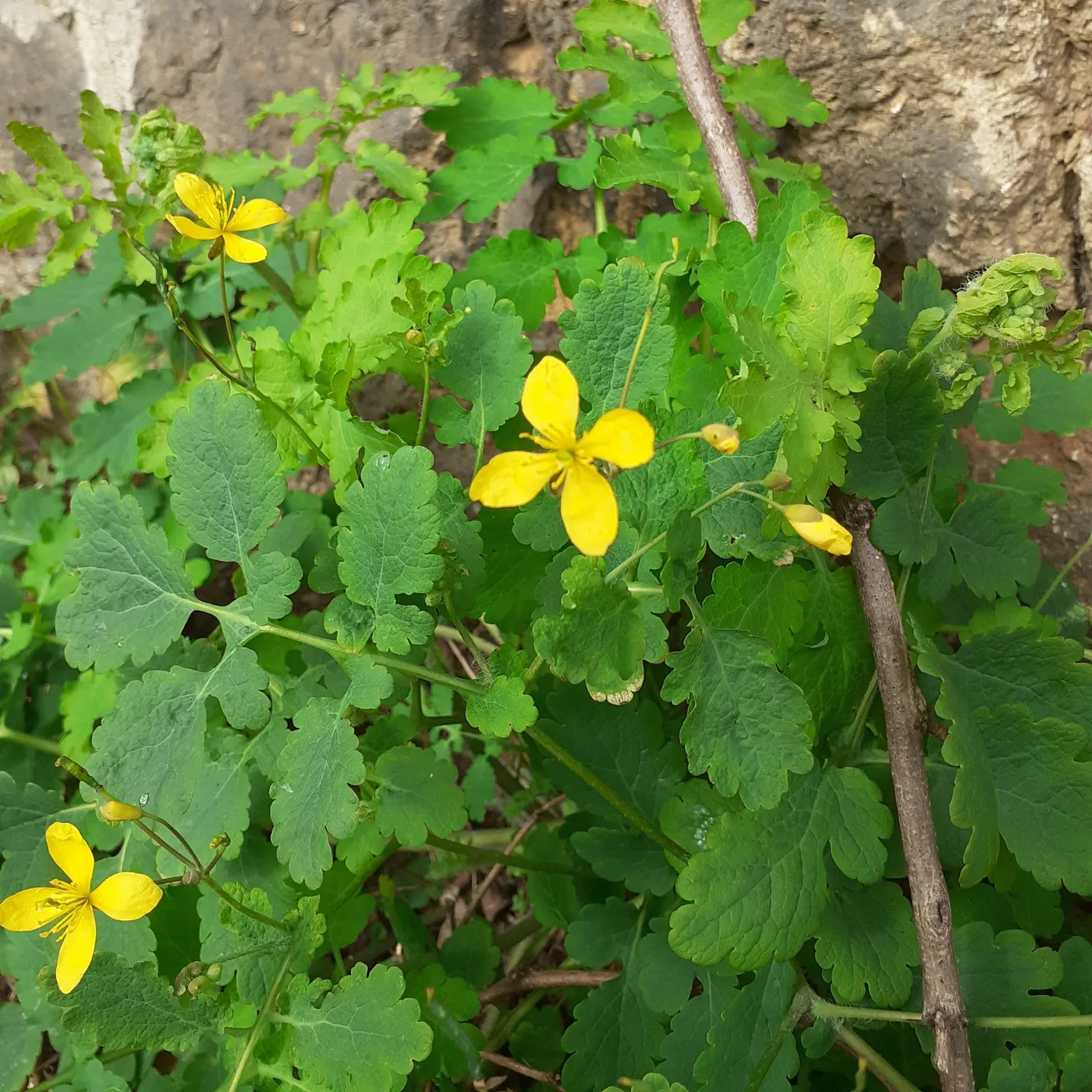 Celandine Poppy (Stylophorum Diphyllum) — Reaching up to 18 inches in height