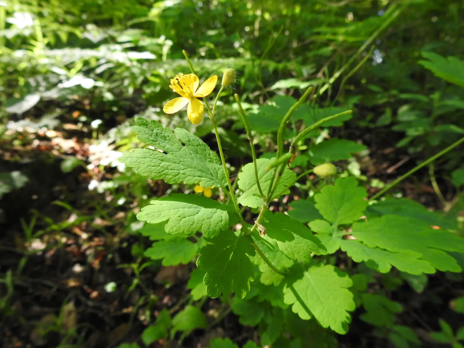 Celandine Poppy (Stylophorum Diphyllum) — Department of Agriculture plant hardiness zones 4 to 9, favoring the dappled light of a woodland setting; measuring