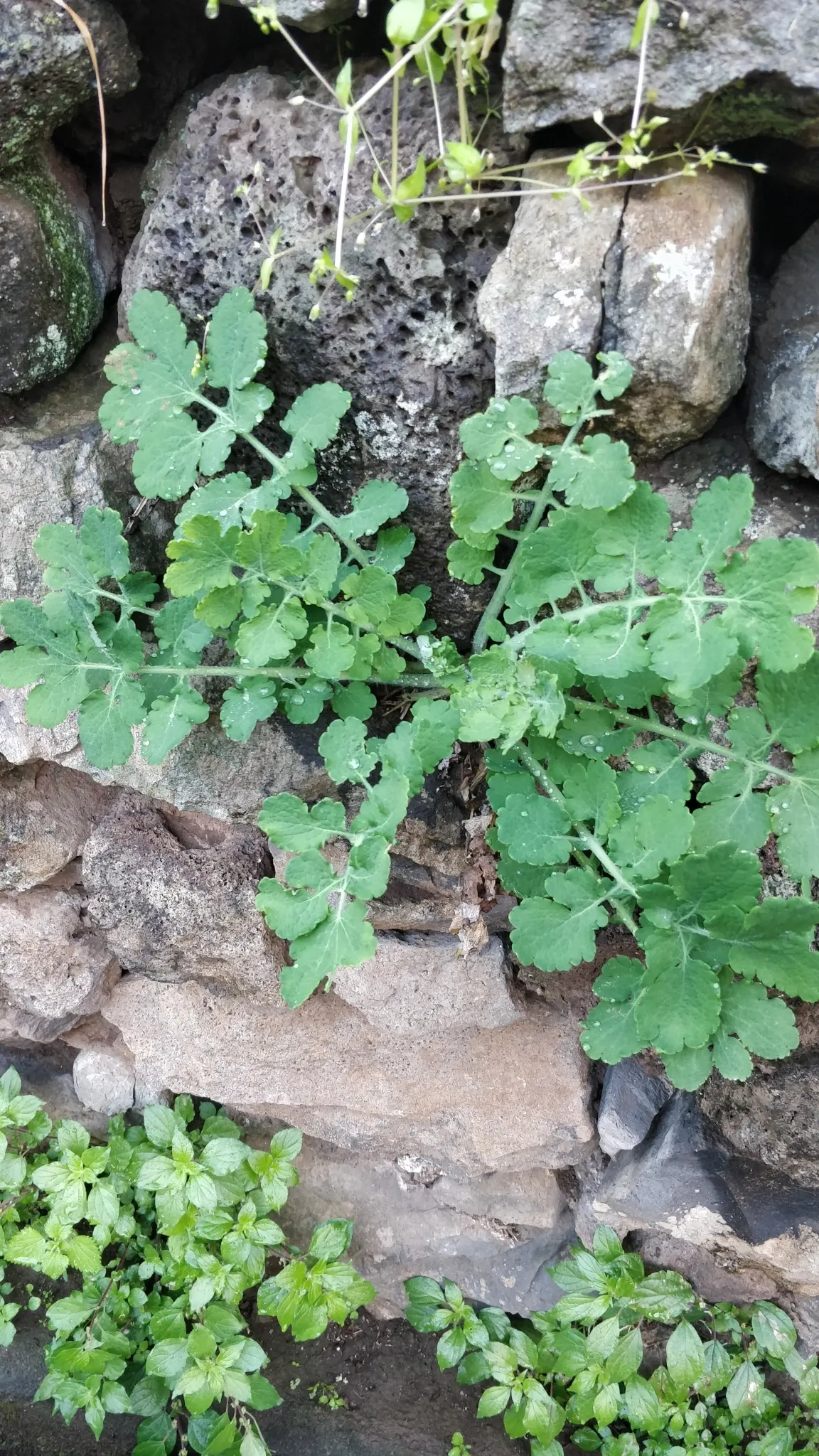 Celandine Poppy (Stylophorum Diphyllum) — scientifically known as Stylophorum diphyllum; making it a delightful choice for both casual and, image 88