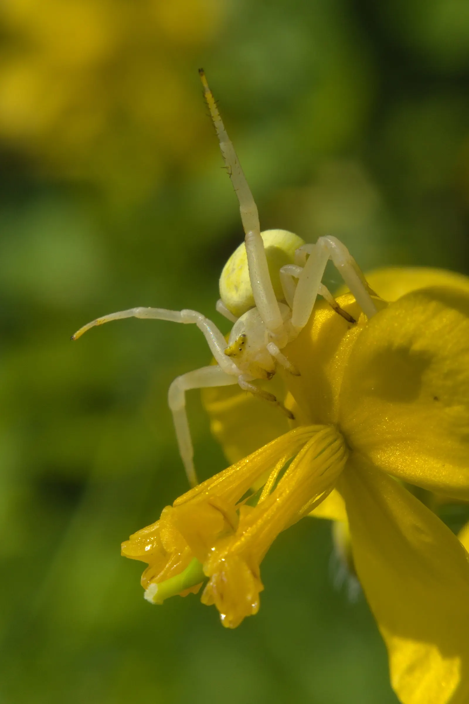Celandine Poppy (Stylophorum Diphyllum) — offering a prolonged display of color.<br><br>Upon planting; providing a robust ground cover if left, image 69