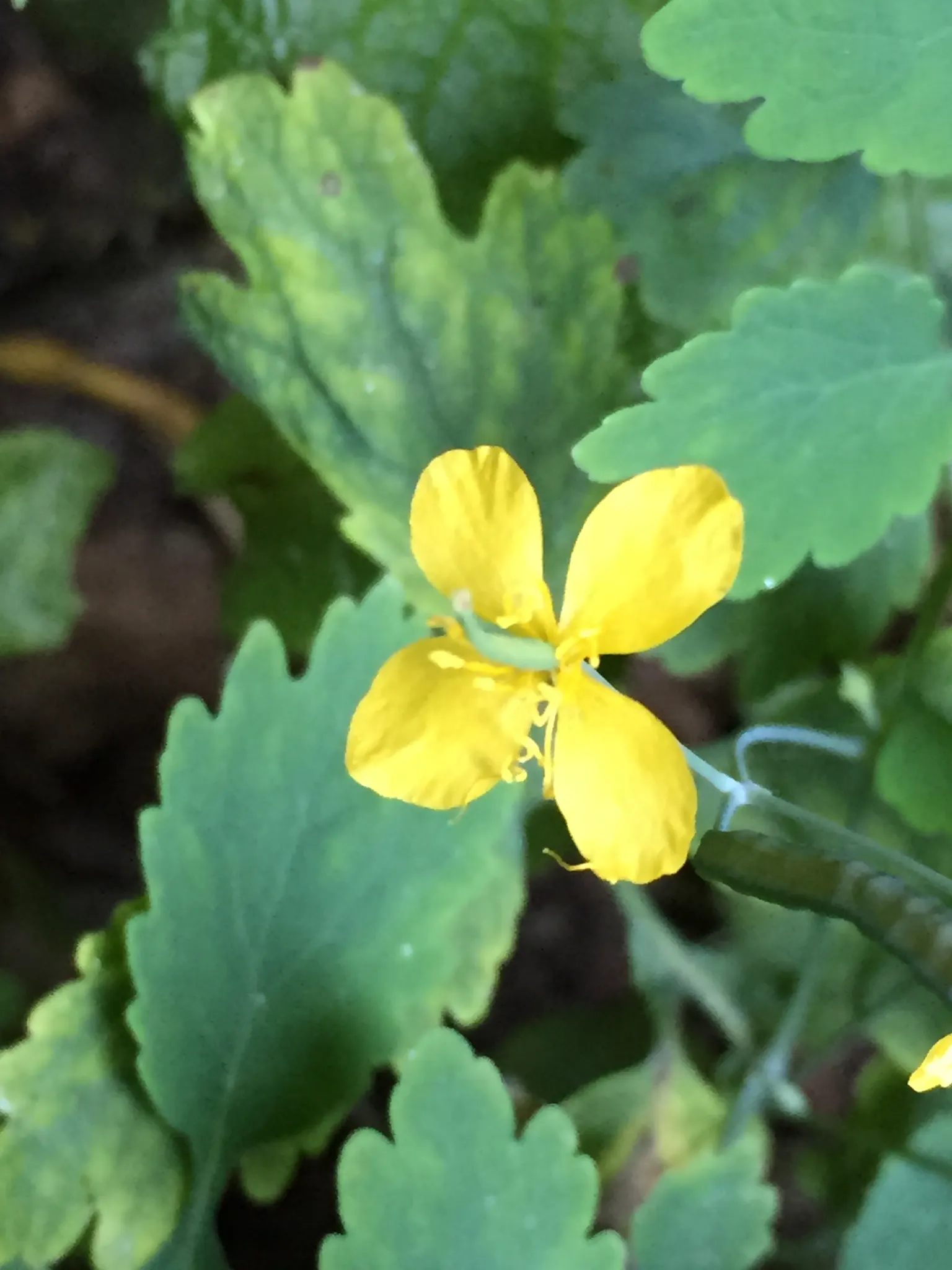 Celandine Poppy (Stylophorum Diphyllum) — This species thrives in U.S; ideal for naturalizing in Eastern U.S, image 117
