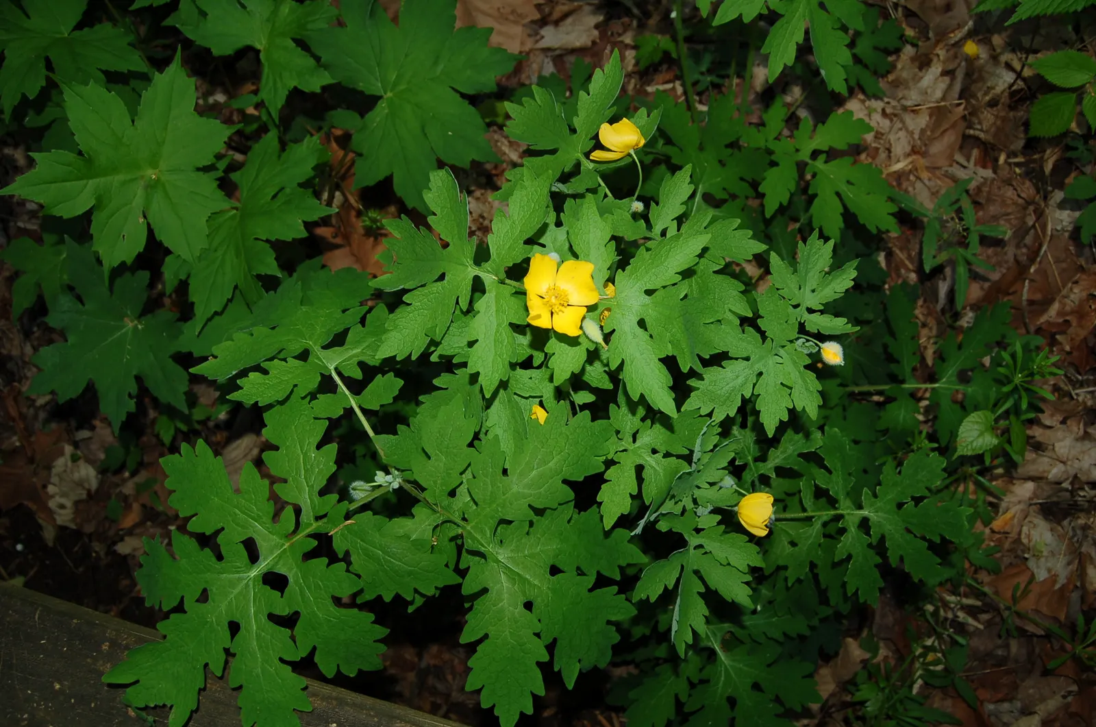 Celandine Poppy (Stylophorum Diphyllum) — Reaching up to 18 inches in height; known for its distinctive