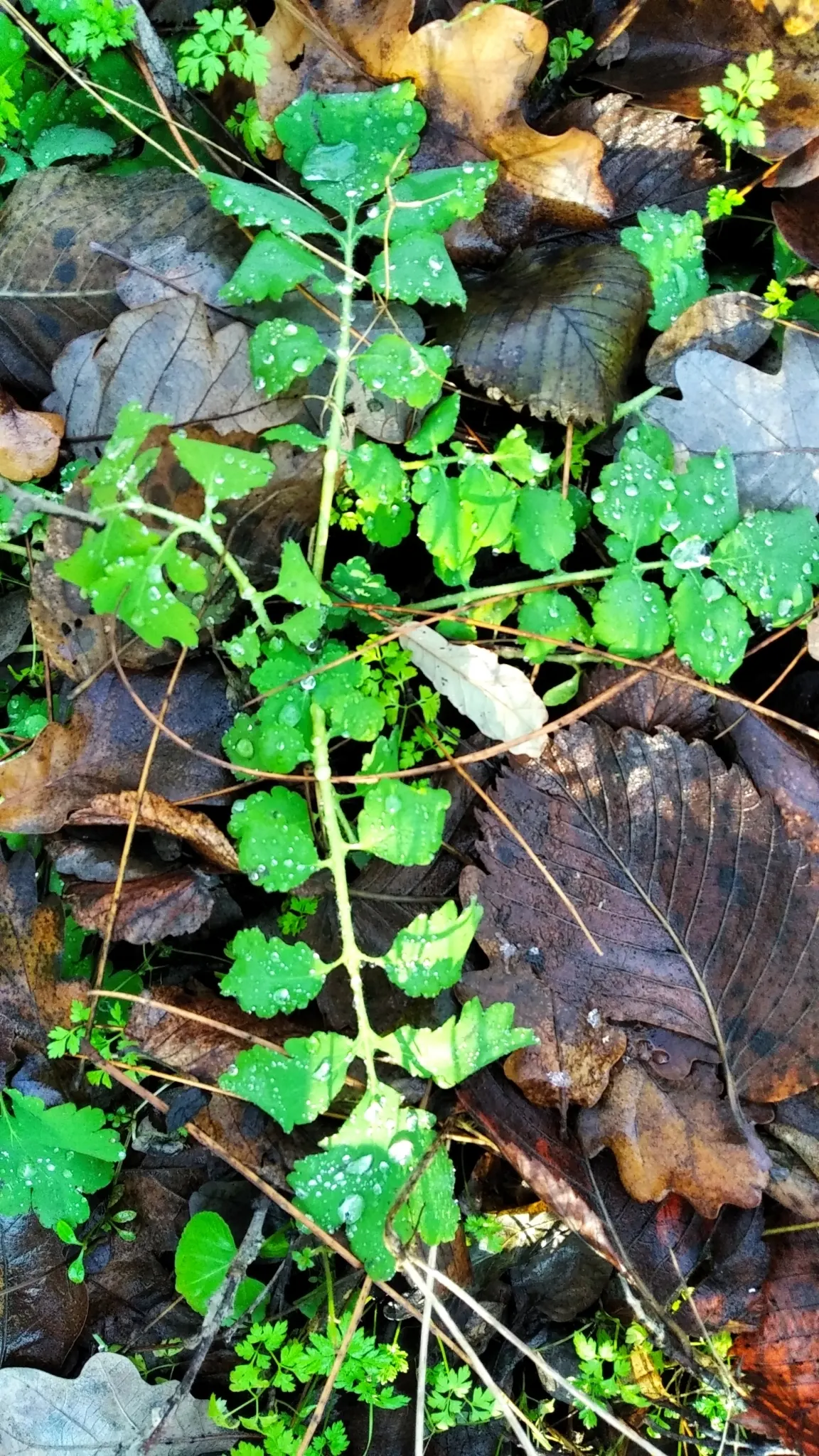 Celandine Poppy (Stylophorum Diphyllum) — Ideal for naturalizing in Eastern U.S; blue-green leaves that grow up to 12 inches long, image 87