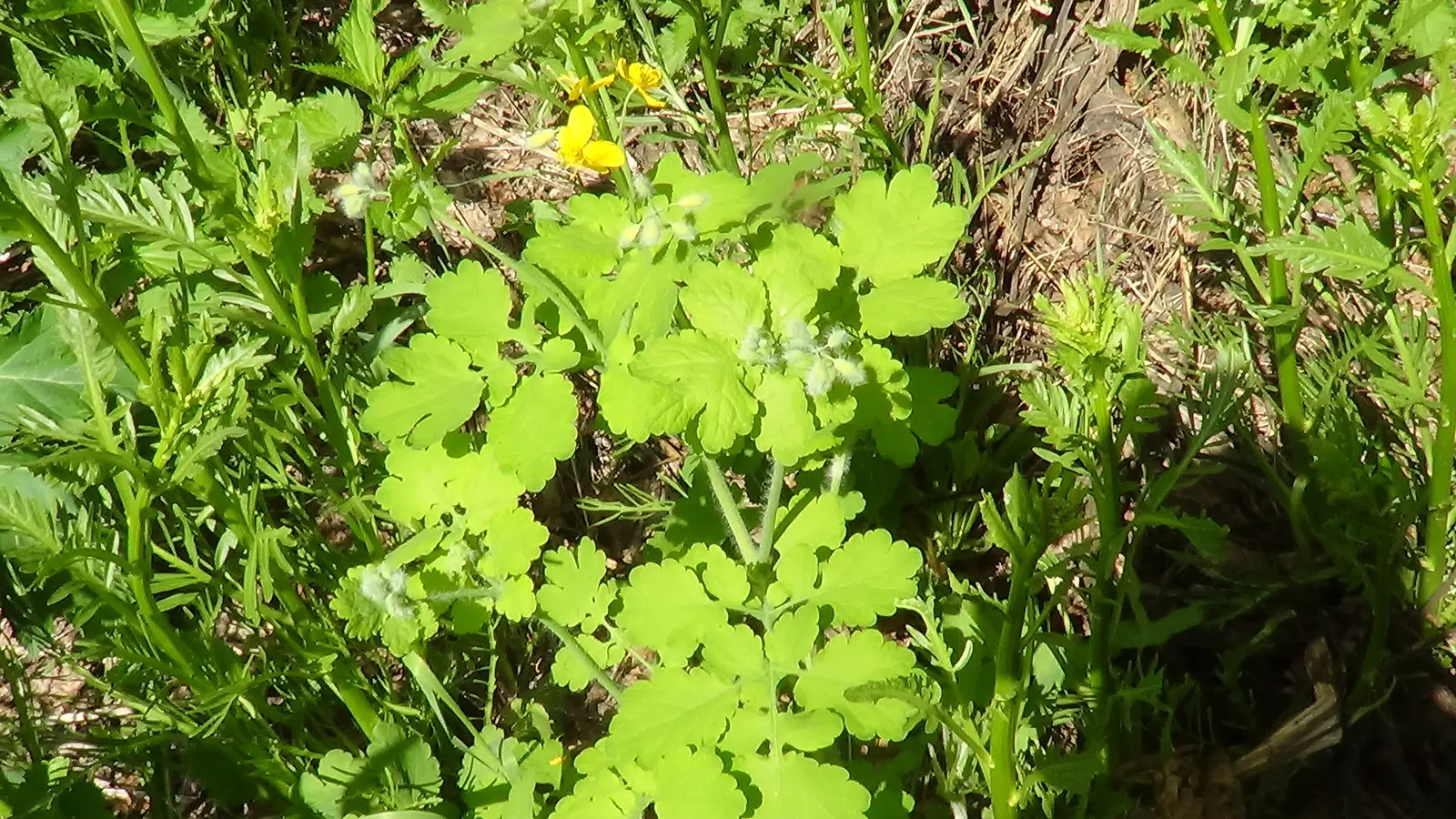 Celandine Poppy (Stylophorum Diphyllum) — providing a robust ground cover if left unmanaged