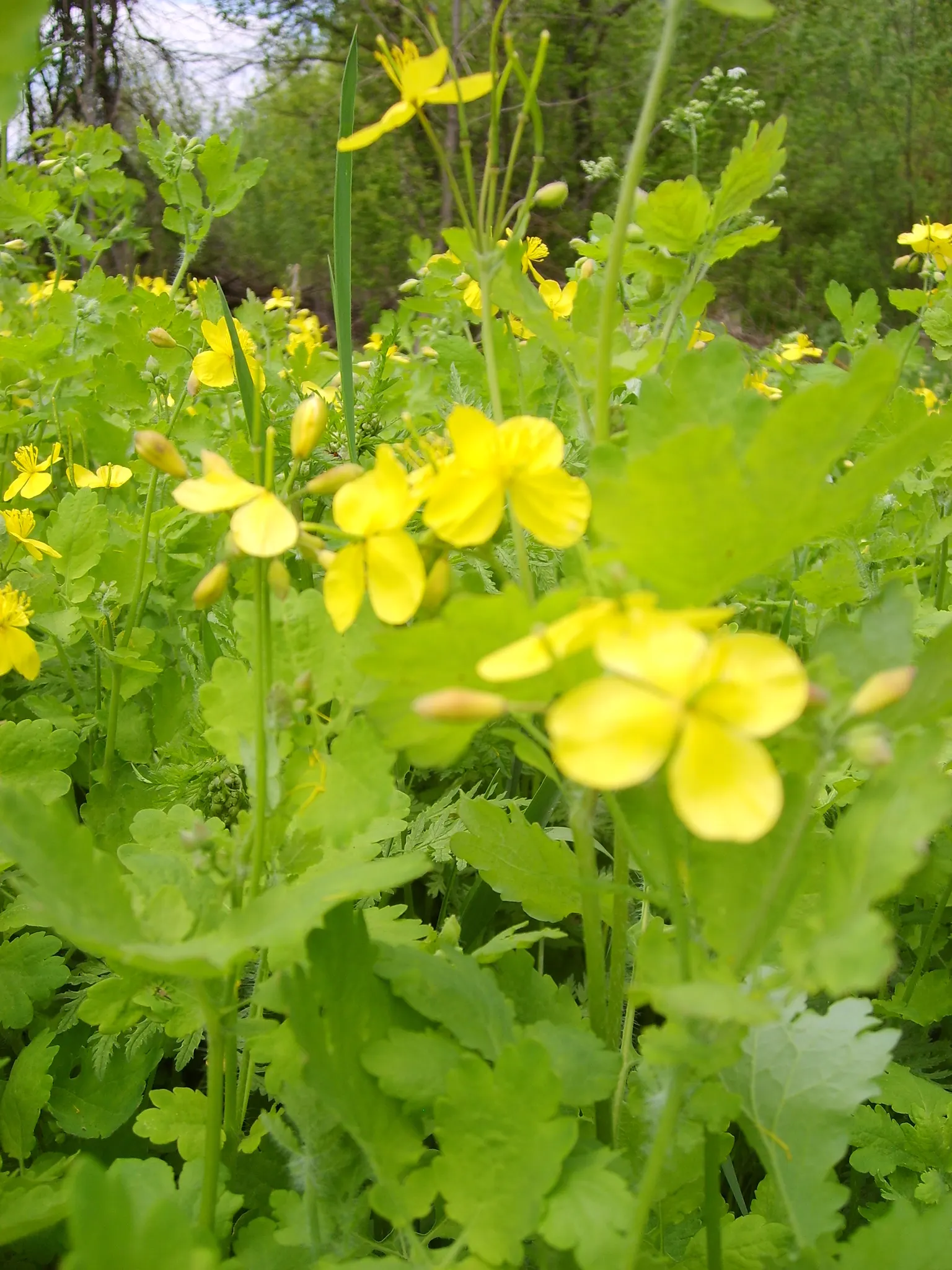 Celandine Poppy (Stylophorum Diphyllum) — emerge in the early spring and continue through early summer, image 122
