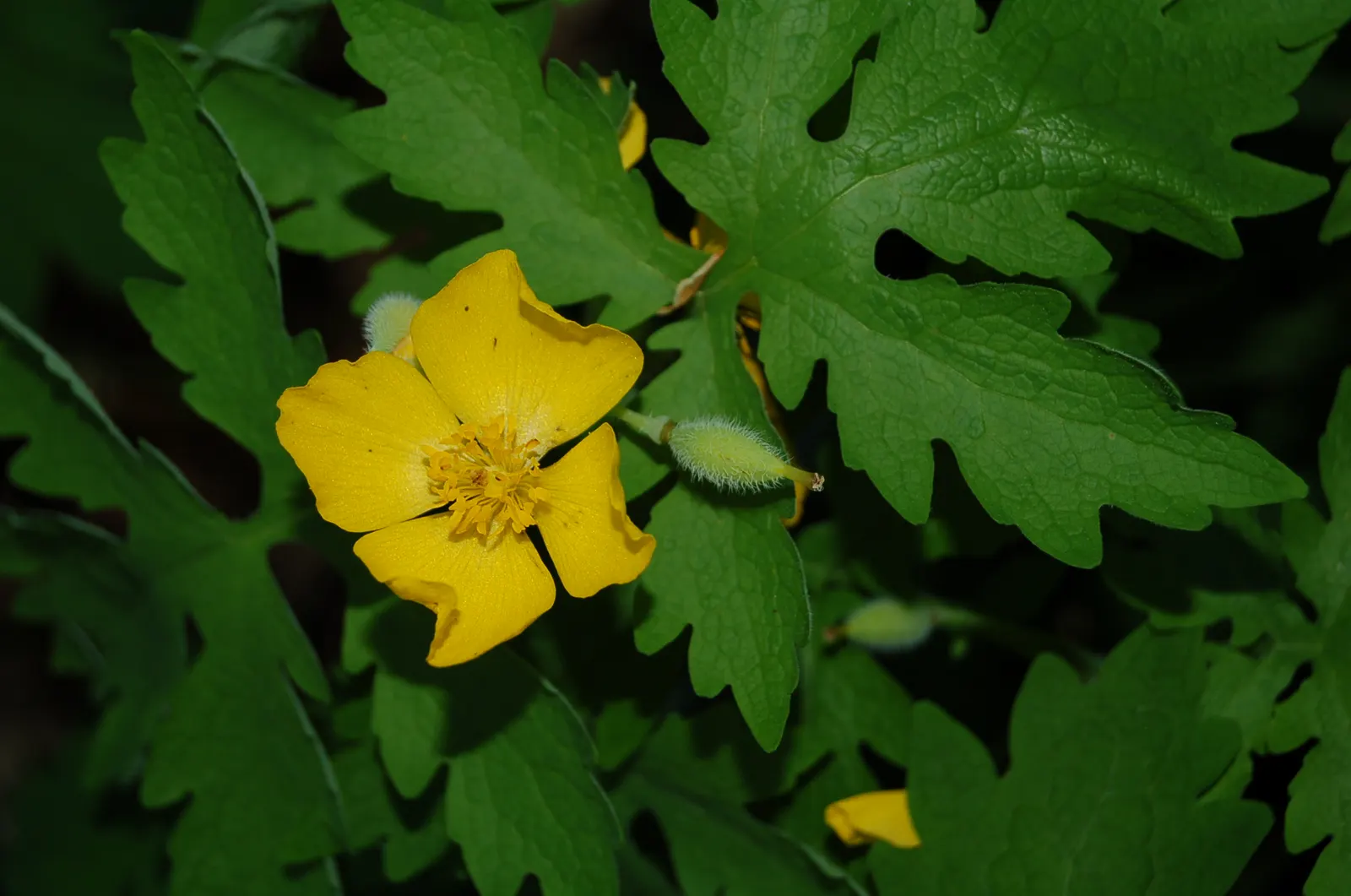Celandine Poppy (Stylophorum Diphyllum) — The charming presence of the Celandine Poppy makes it an appealing addition to shade gardens