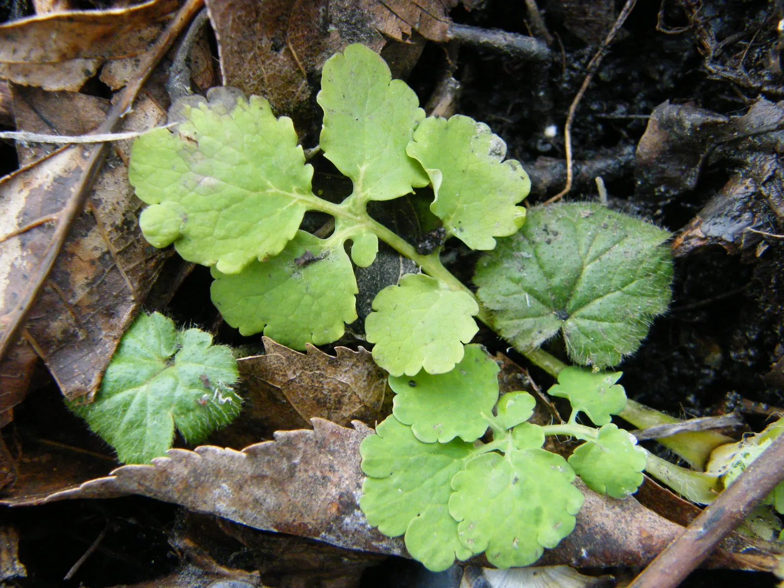 Celandine Poppy (Stylophorum Diphyllum) — blue-green leaves that grow up to 12 inches long; perennial for full or half, image 66