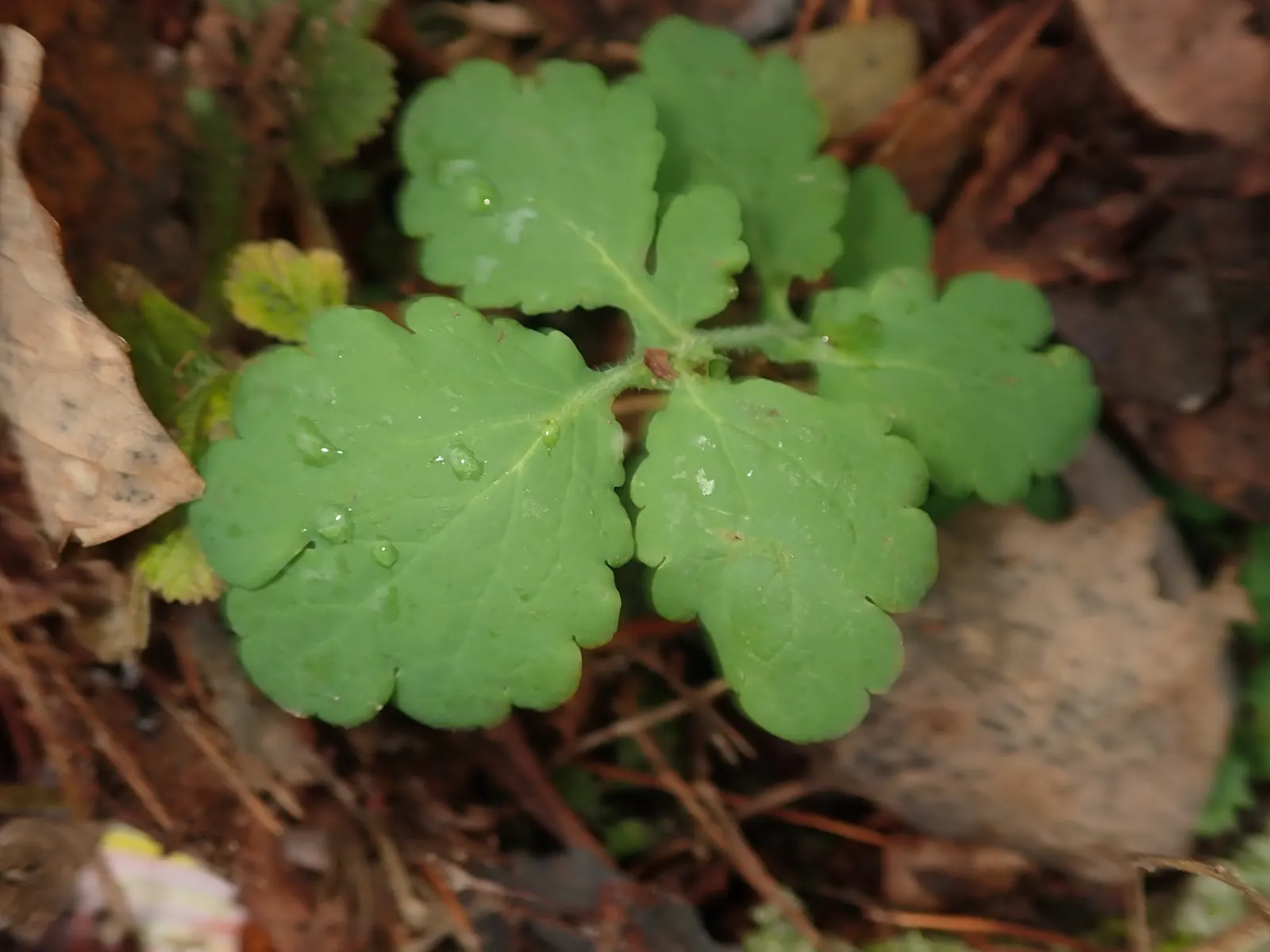 Celandine Poppy (Stylophorum Diphyllum) — perennial for full or half; or naturalized areas within the landscape, image 108