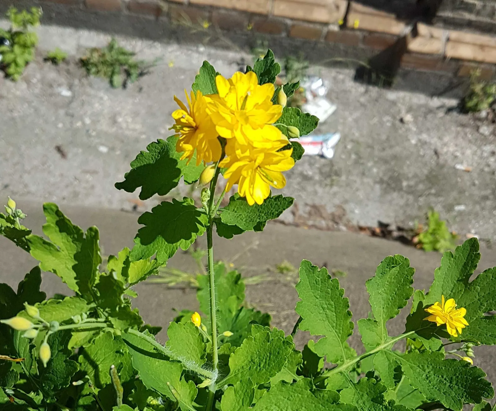 Celandine Poppy (Stylophorum Diphyllum) — Known for its distinctive