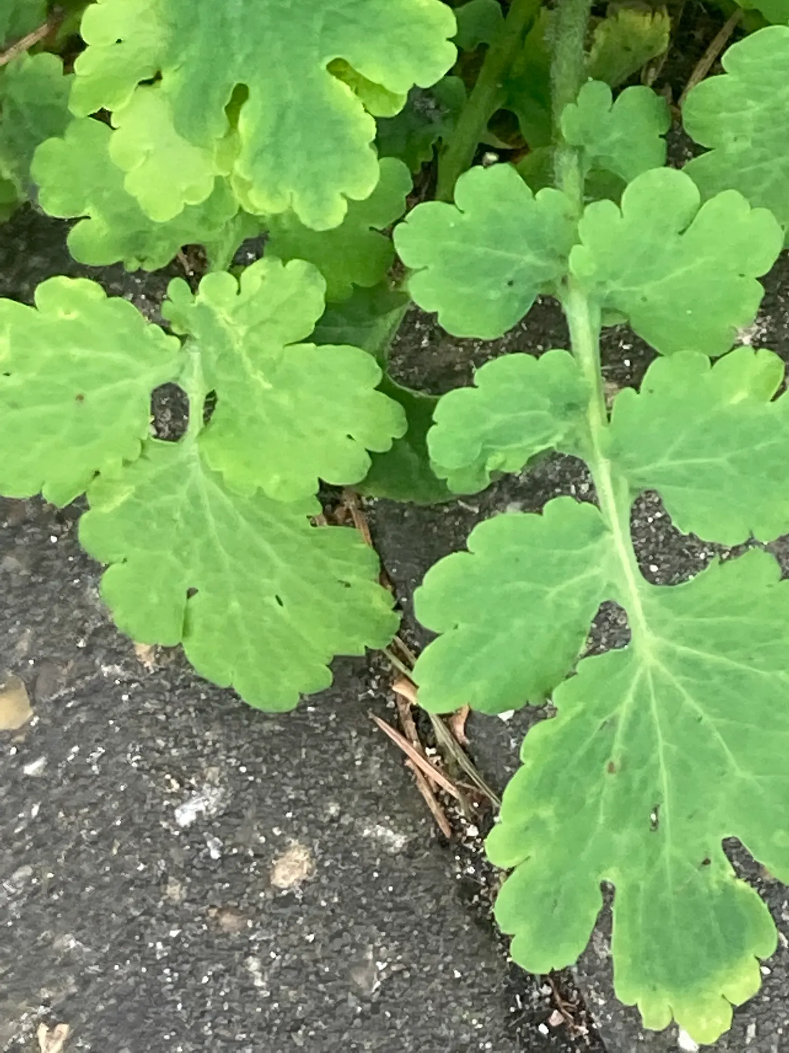 Celandine Poppy (Stylophorum Diphyllum) — providing a robust ground cover if left unmanaged; this species thrives in U.S