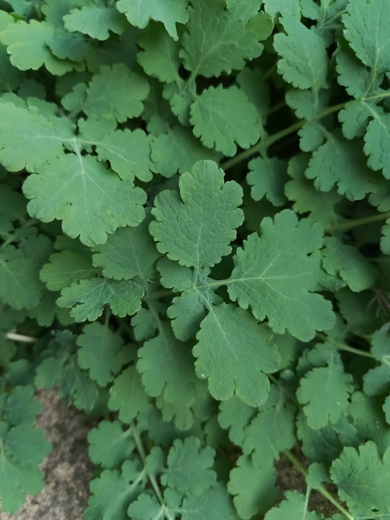 Celandine Poppy (Stylophorum Diphyllum) — This species thrives in U.S; ideal for naturalizing in Eastern U.S, image 63