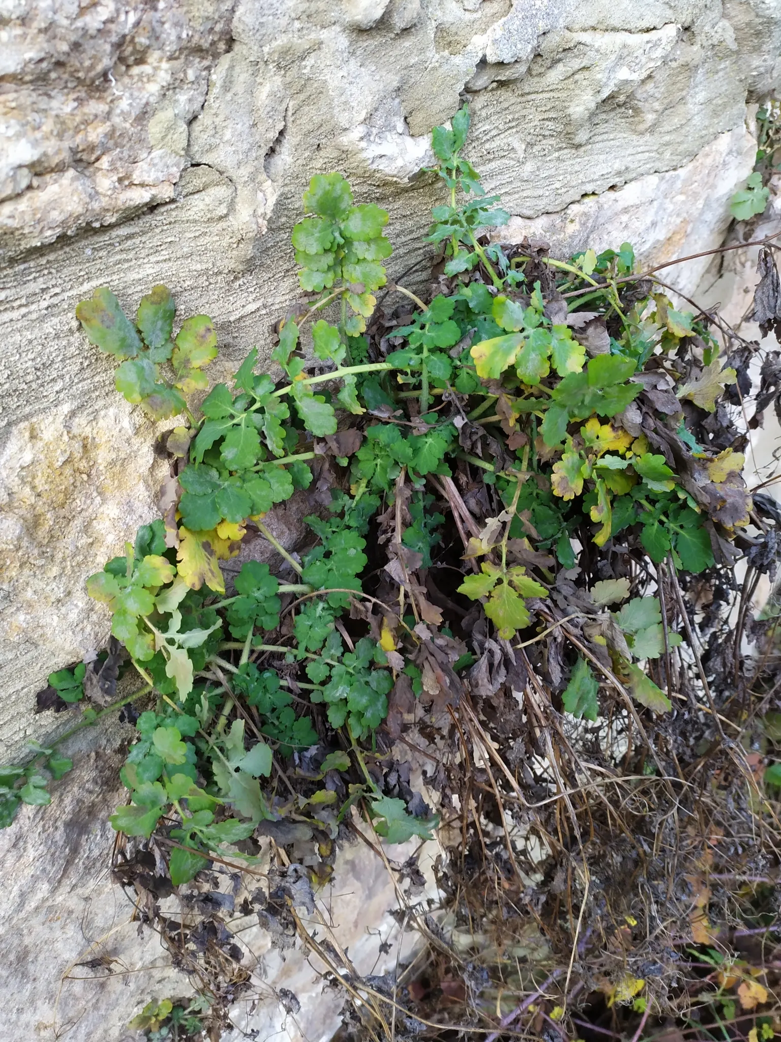 Celandine Poppy (Stylophorum Diphyllum) — well-draining soil with a slightly acidic to neutral pH and requires minimal maintenance once, image 126
