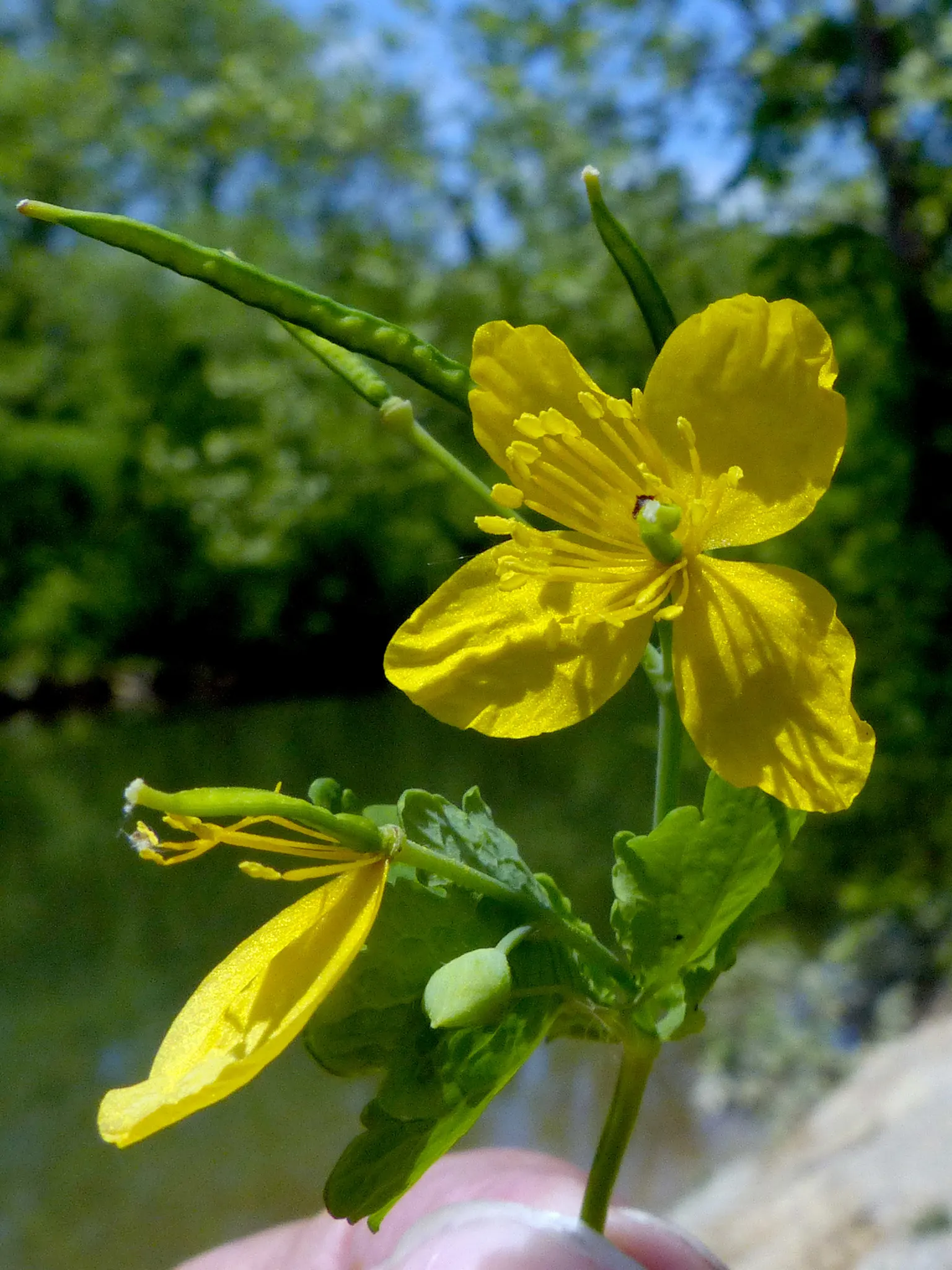 Celandine Poppy (Stylophorum Diphyllum) — perennial with yellow blooms; the Celandine Poppy flourishes in moist, image 80