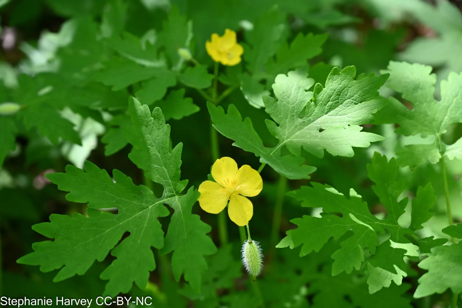 Celandine Poppy (Stylophorum Diphyllum) — is a captivating perennial flower native to the woodlands of Eastern North America; perennial with yellow, image 62