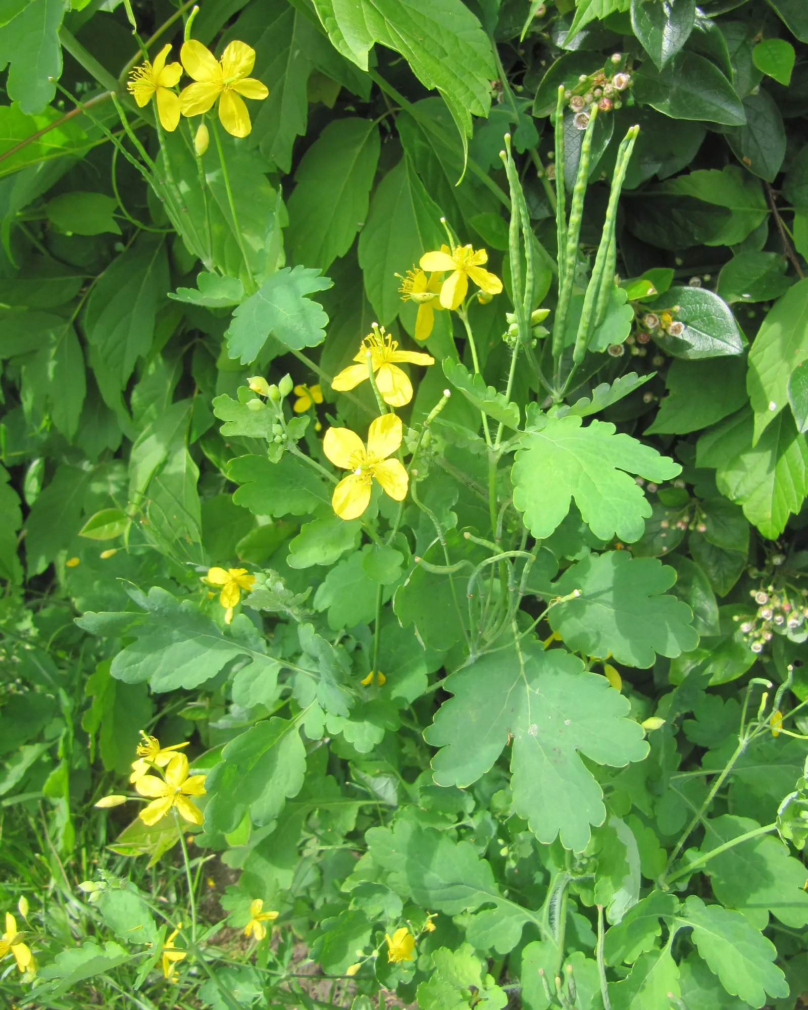 Celandine Poppy (Stylophorum Diphyllum) — Ideal for naturalizing in Eastern U.S; blue-green leaves that grow up to 12 inches long, image 60