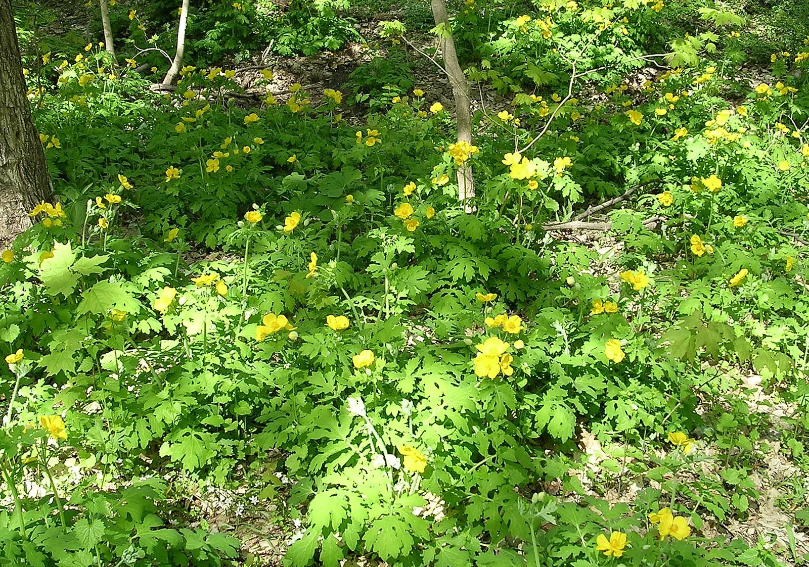 Celandine Poppy (Stylophorum Diphyllum) — is a captivating perennial flower native to the woodlands of Eastern North America; perennial with yellow, image 89