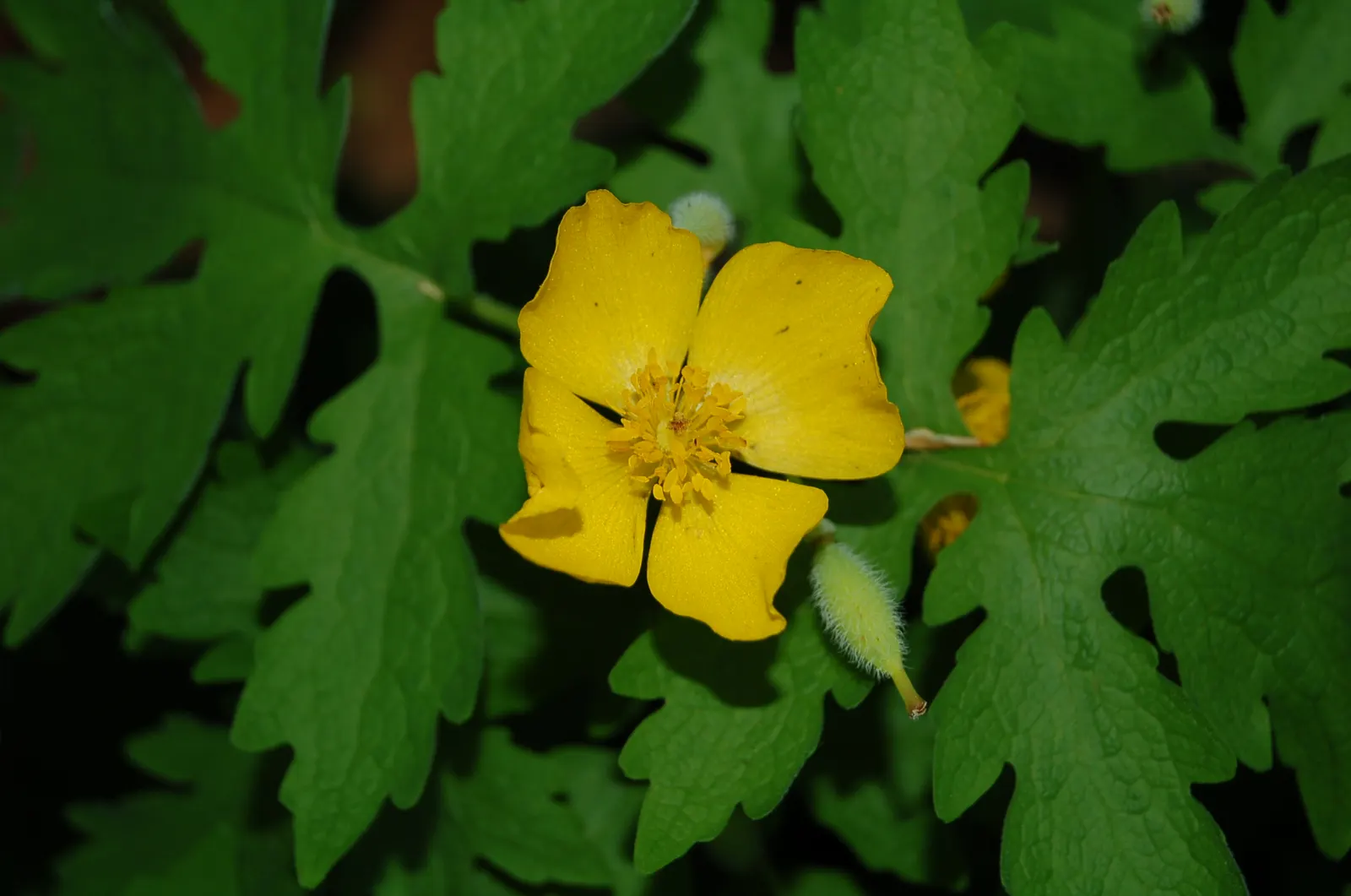 Celandine Poppy (Stylophorum Diphyllum) — scientifically known as Stylophorum diphyllum