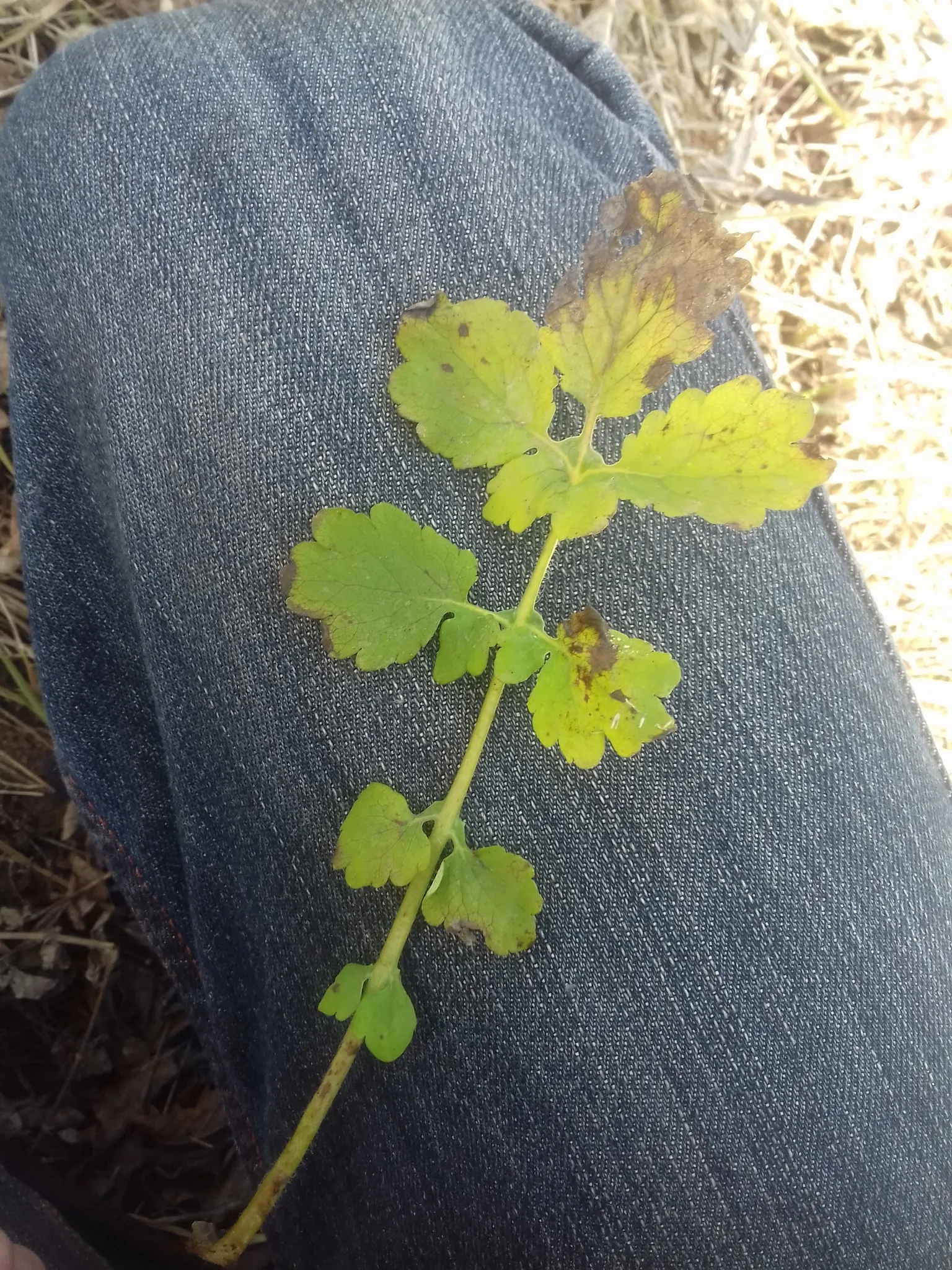 Celandine Poppy (Stylophorum Diphyllum) — which allows it to form naturalized colonies